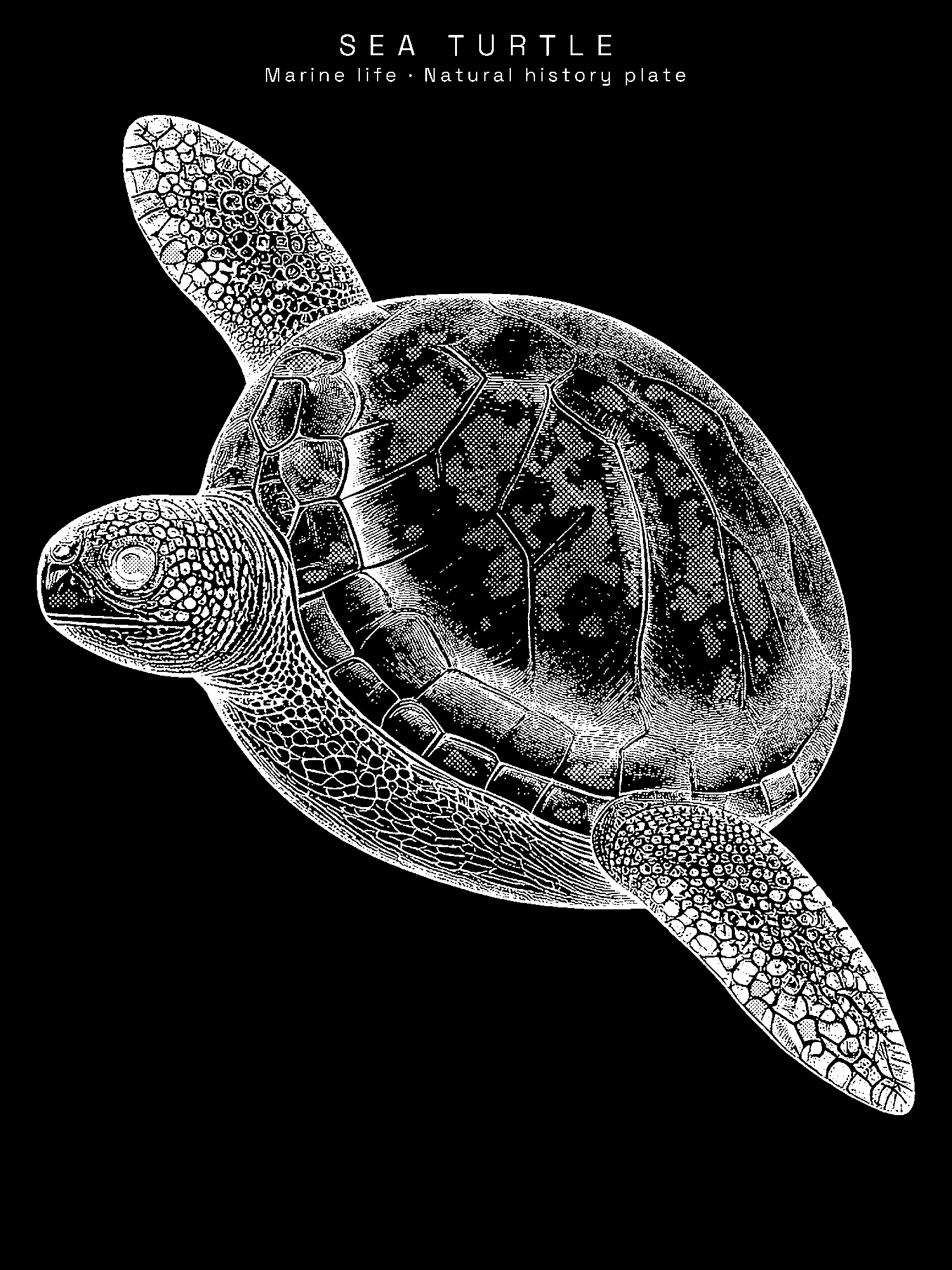Sea Turtle print