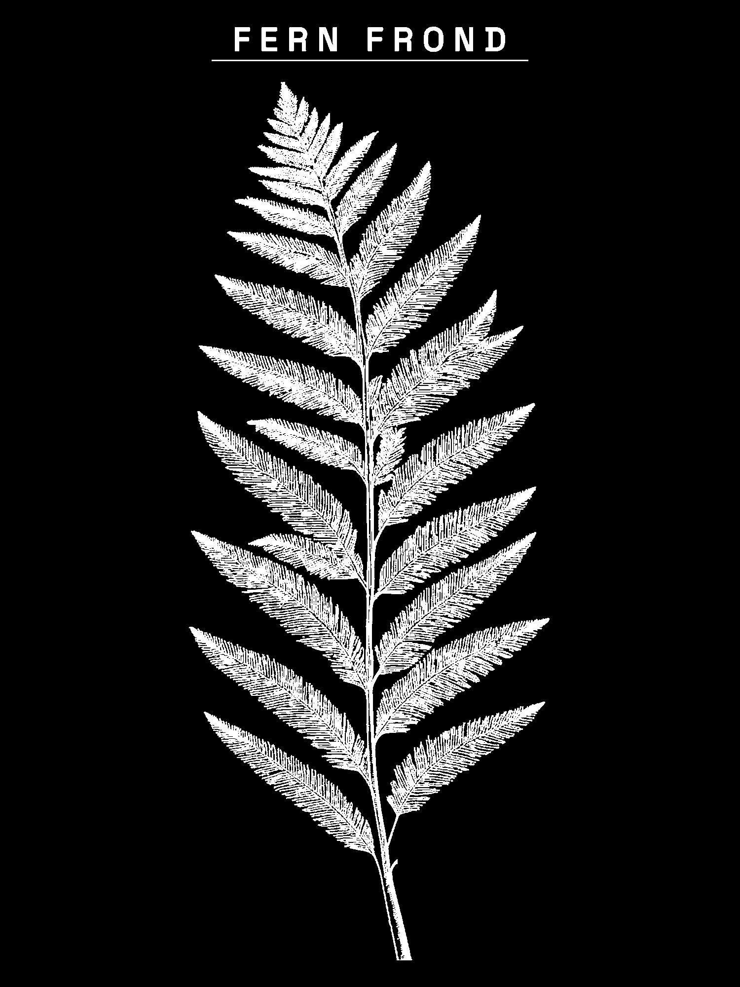 Fern Frond print