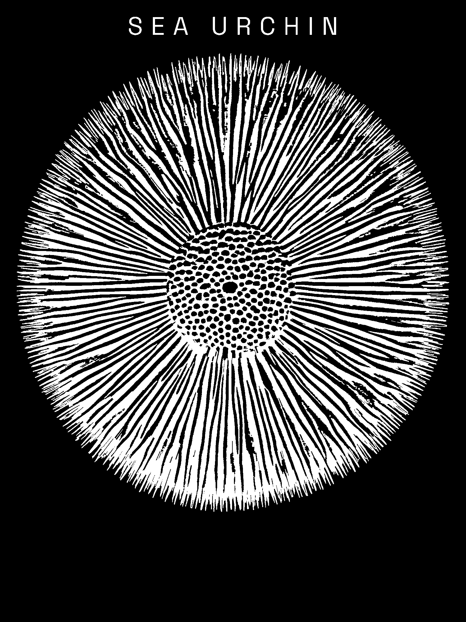 Sea Urchin print