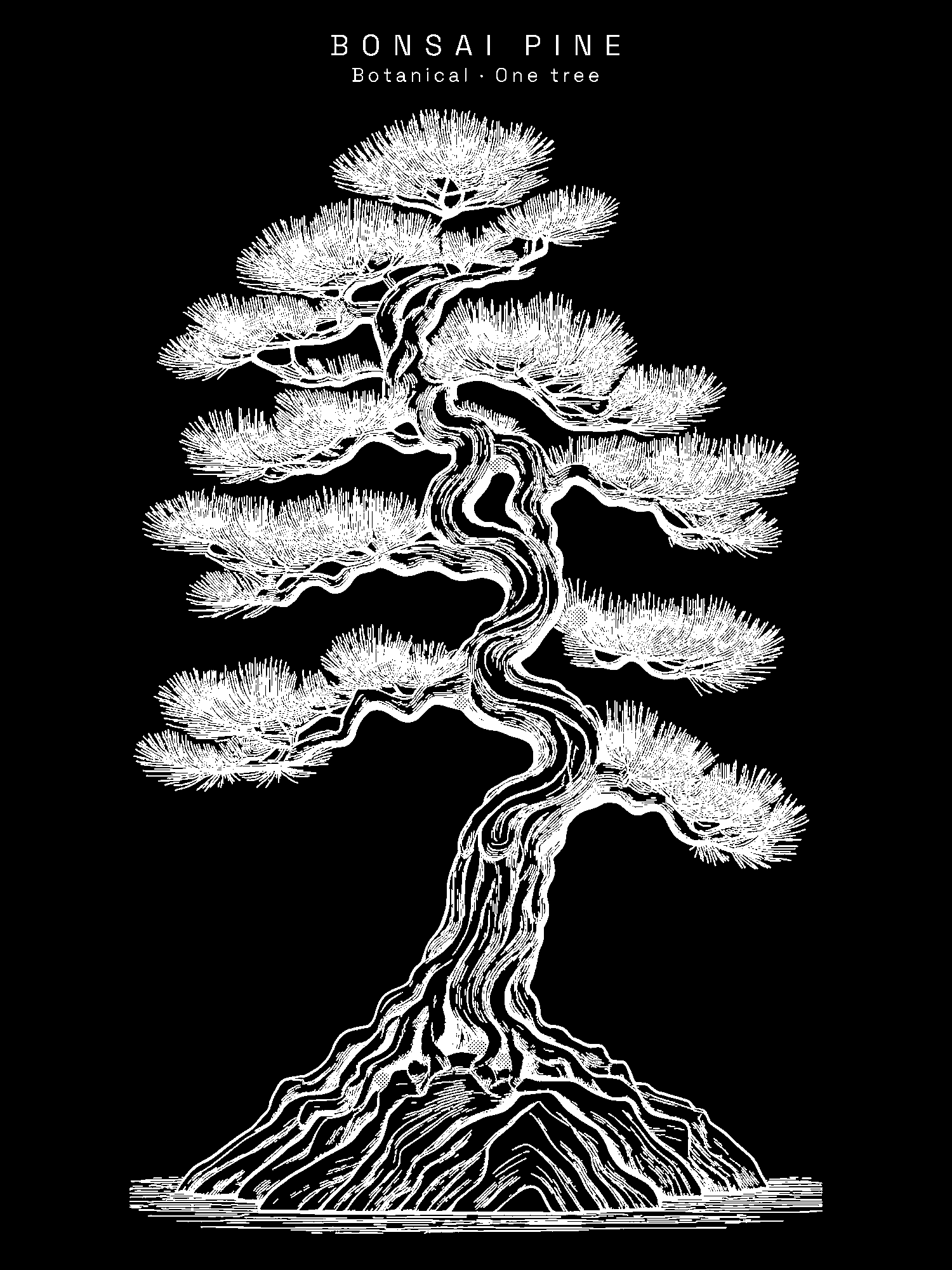 Bonsai Pine print
