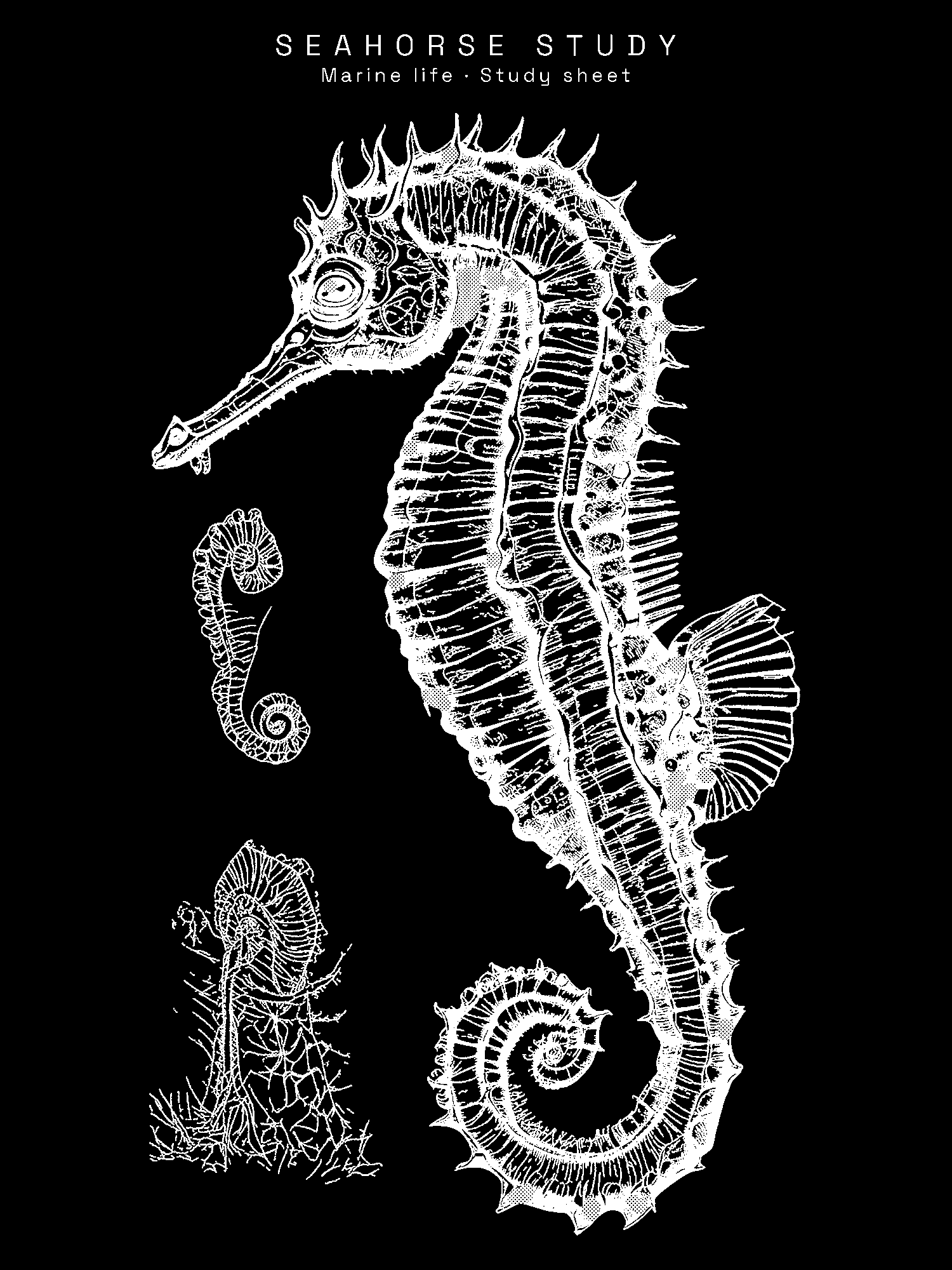 Seahorse Study print
