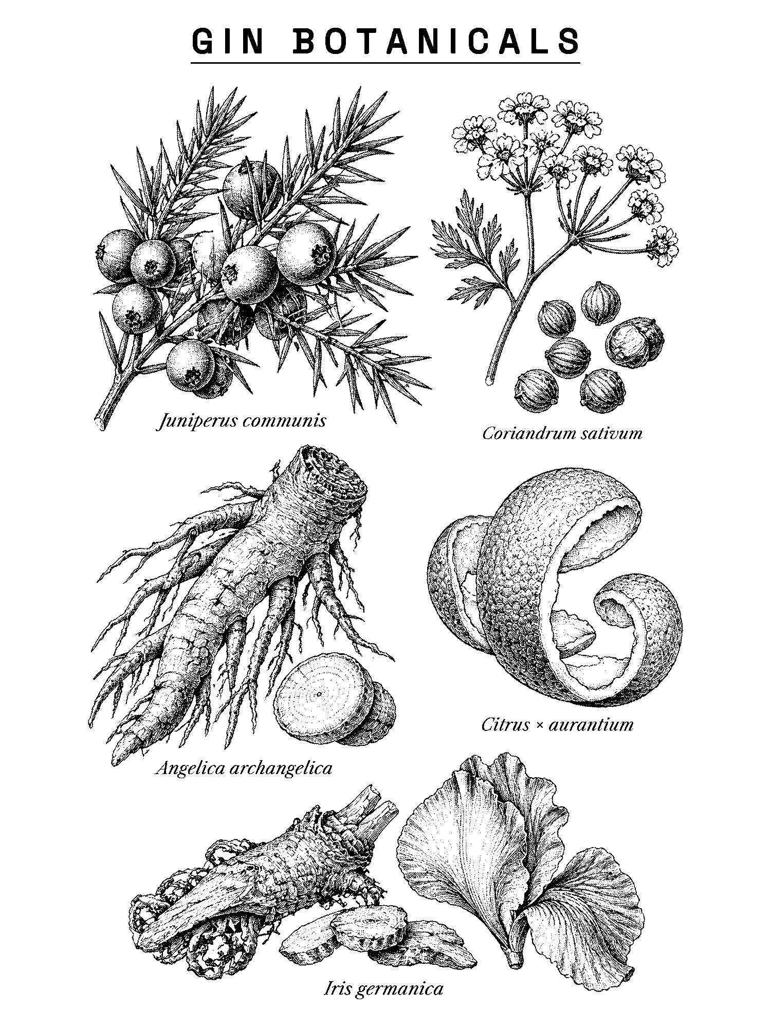 Gin Botanicals print