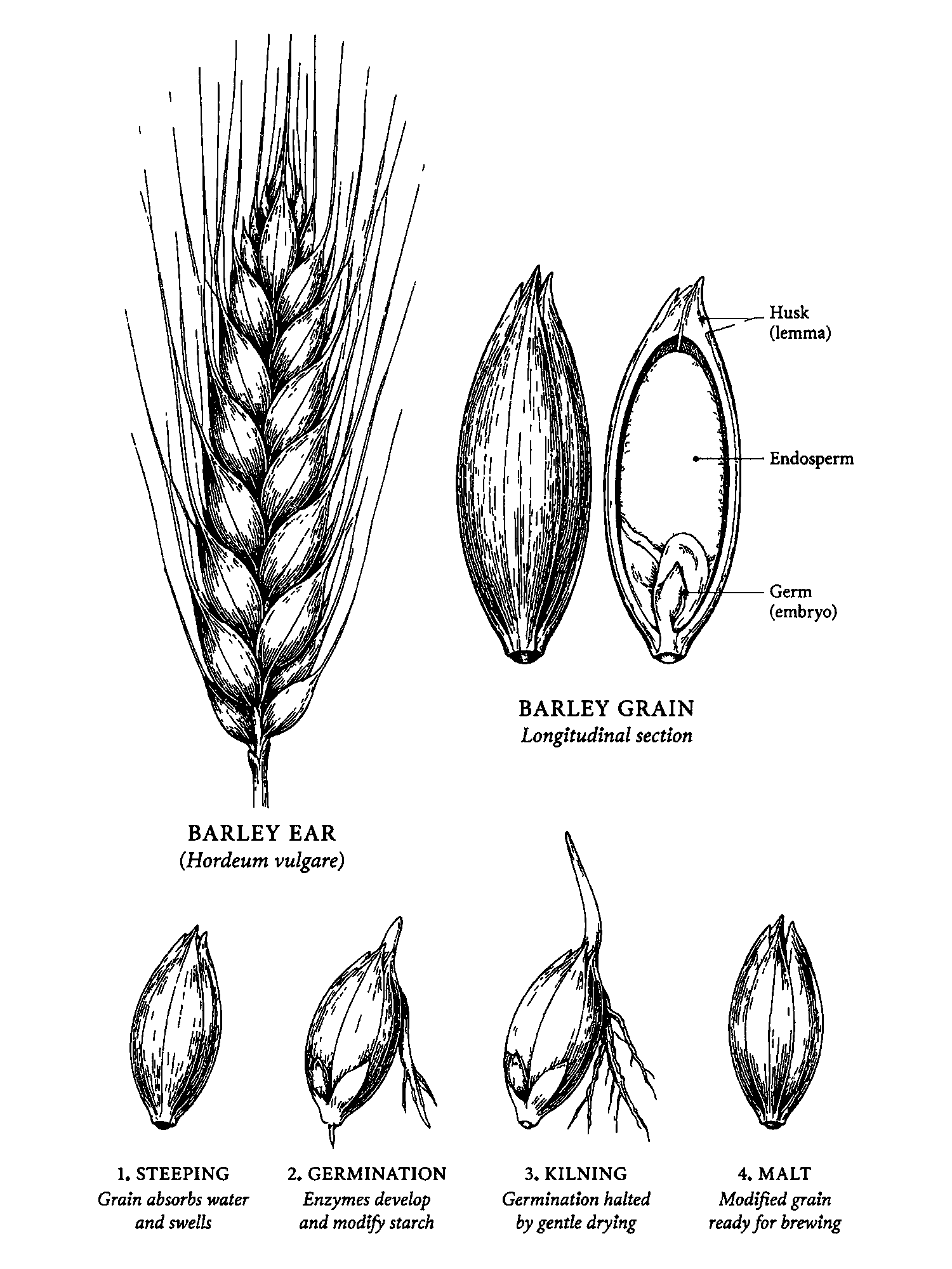 Barley and Malt print