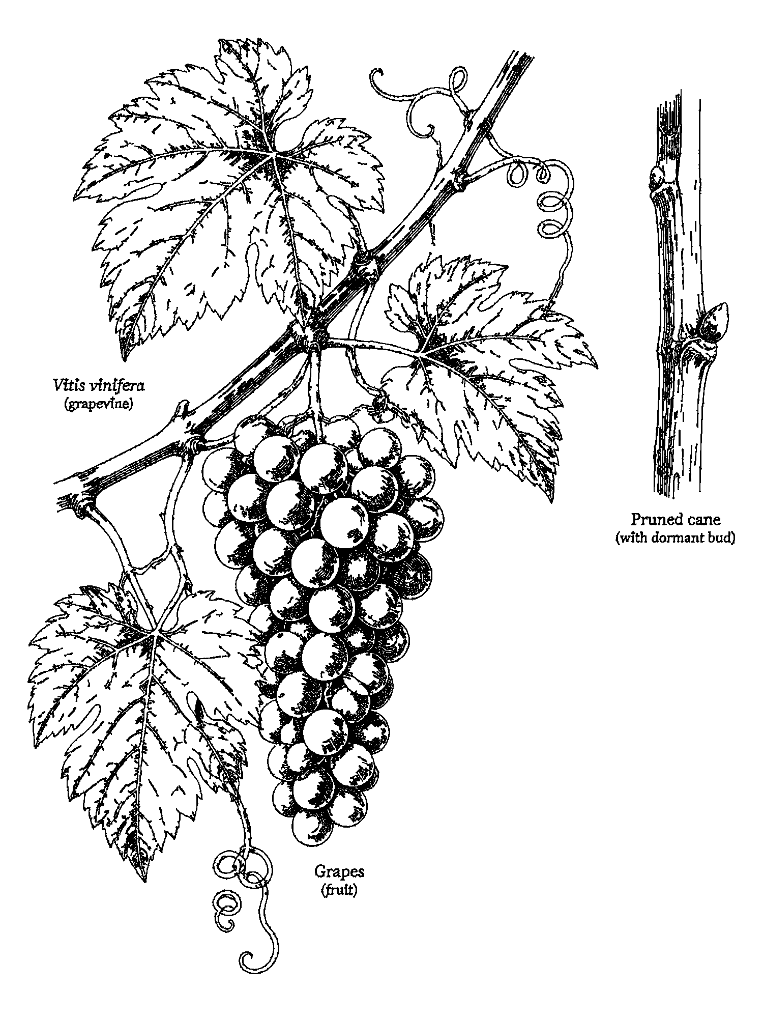 Grapevine (Vitis vinifera) print