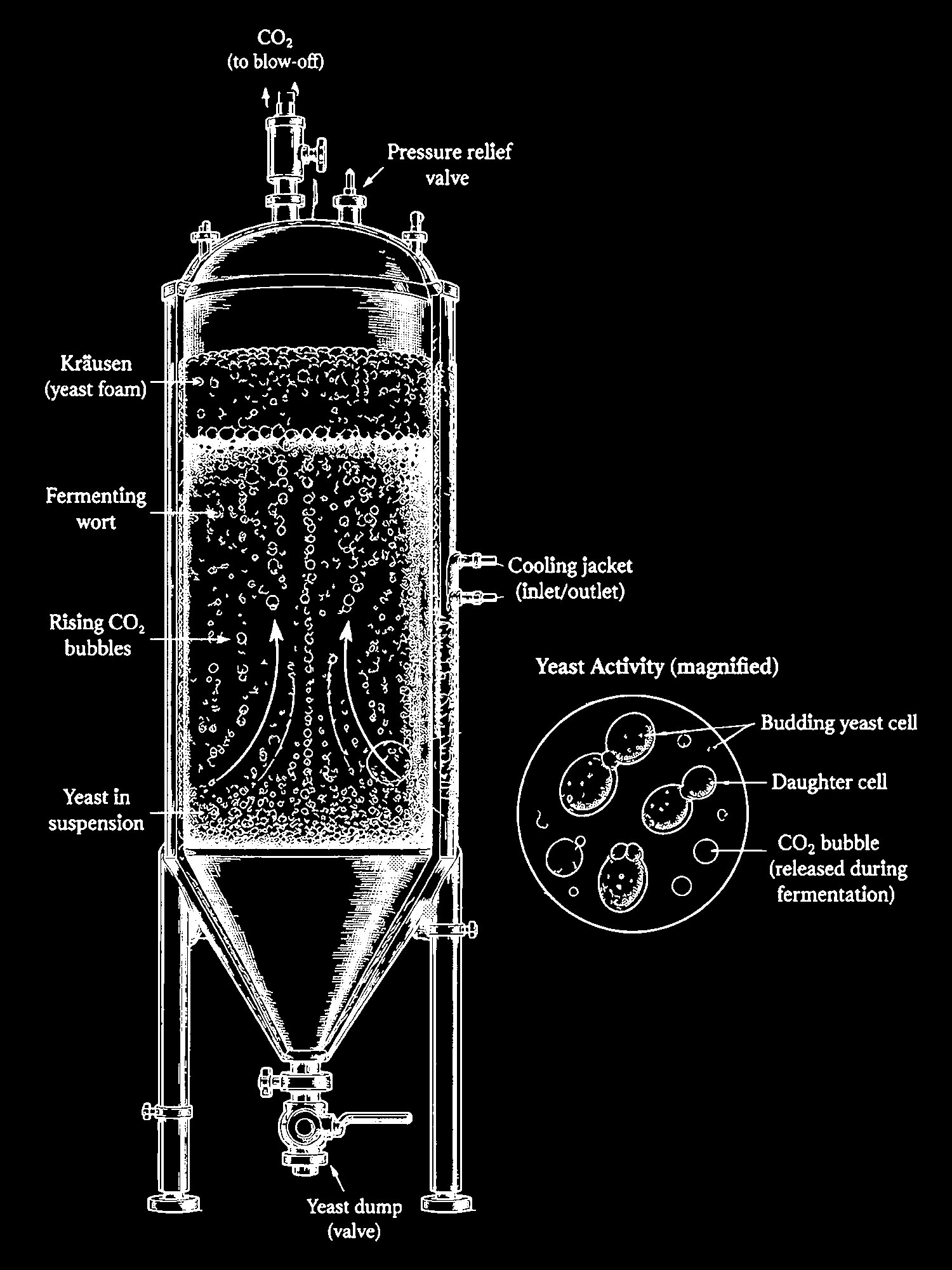 Fermentation print
