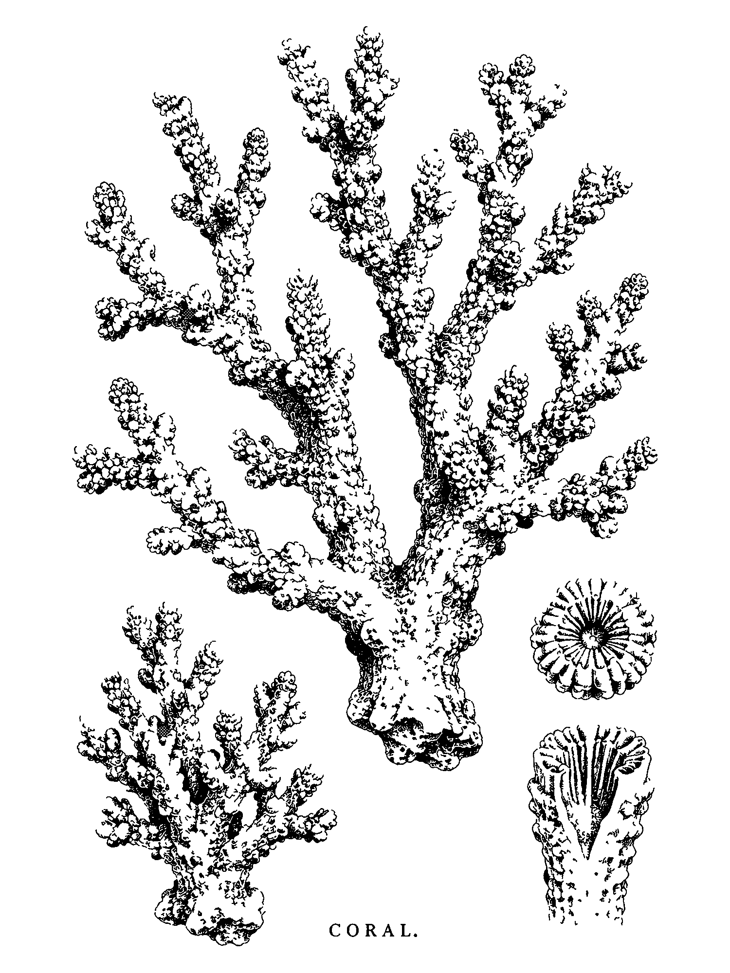 Coral print