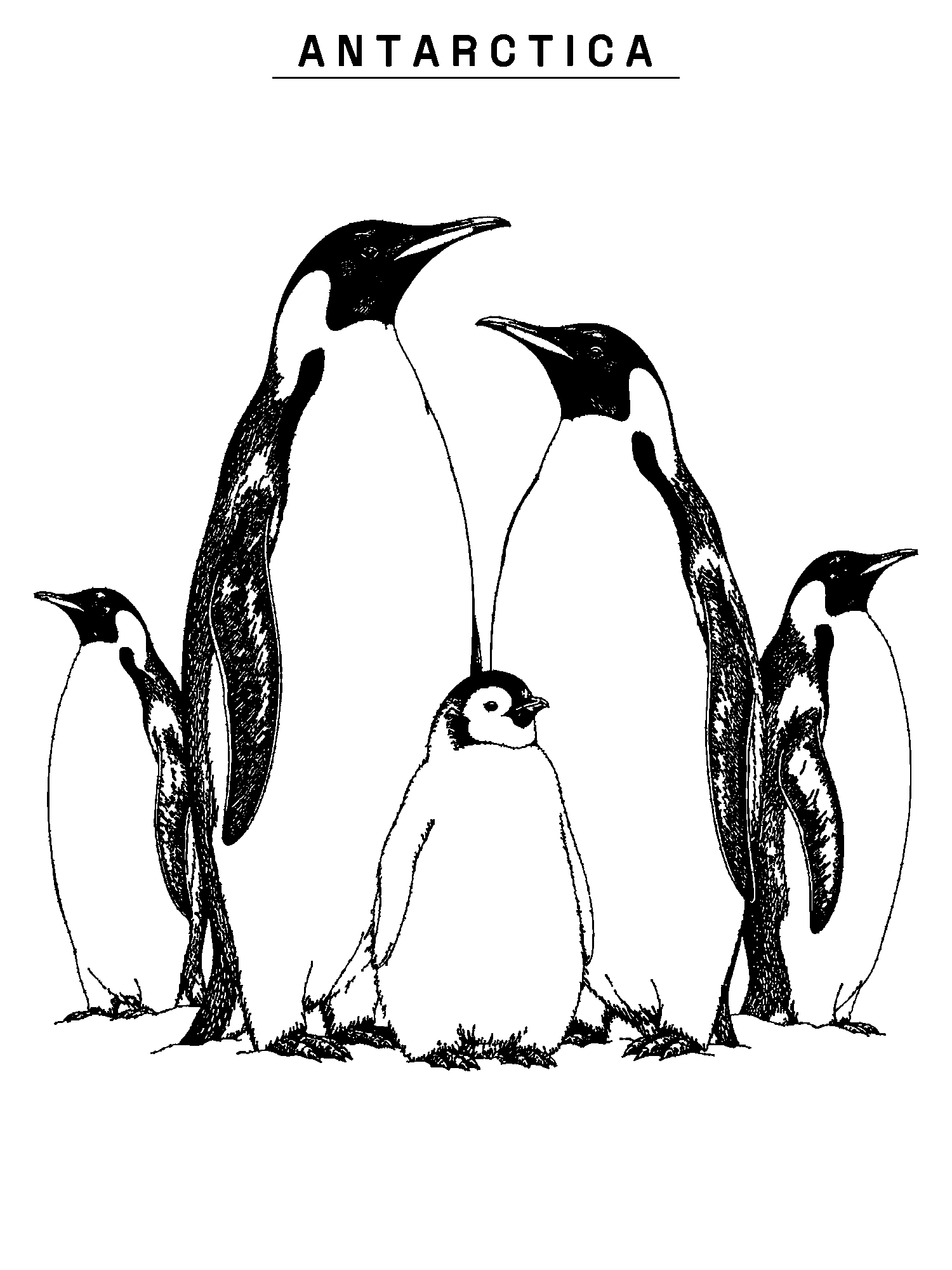 Antarctica print