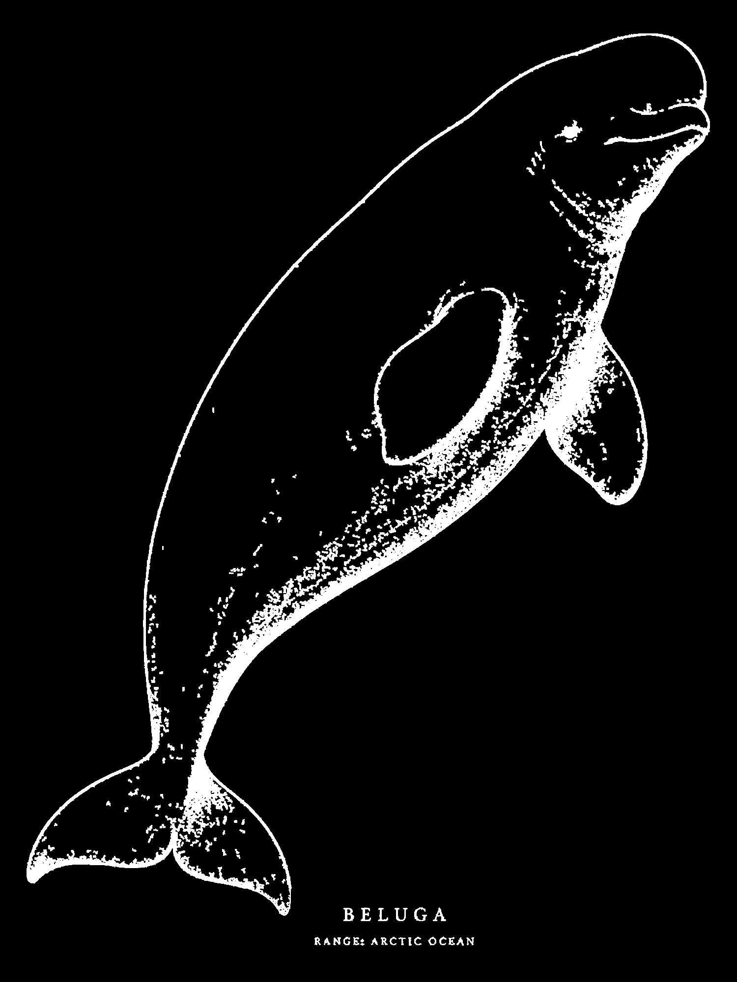Beluga print