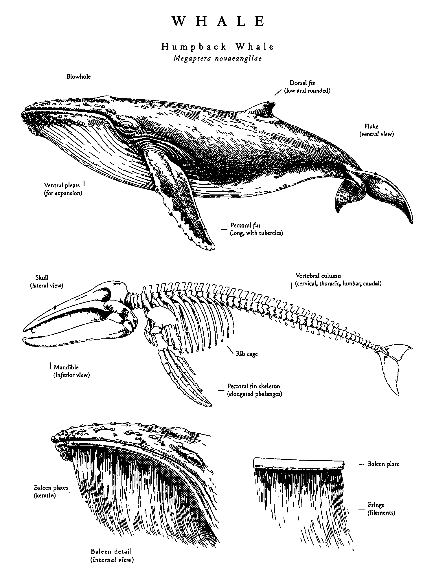 Humpback Anatomy print