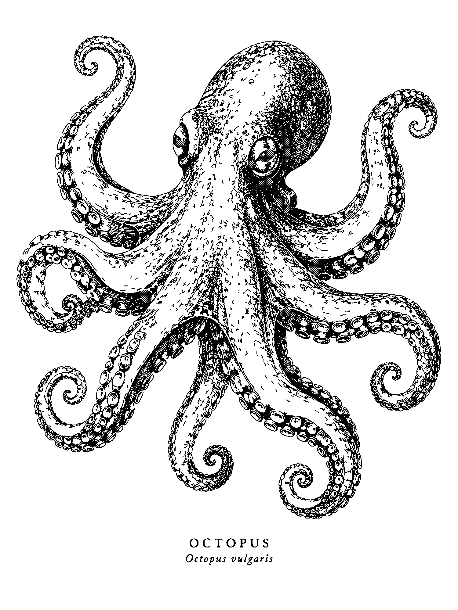 Octopus print