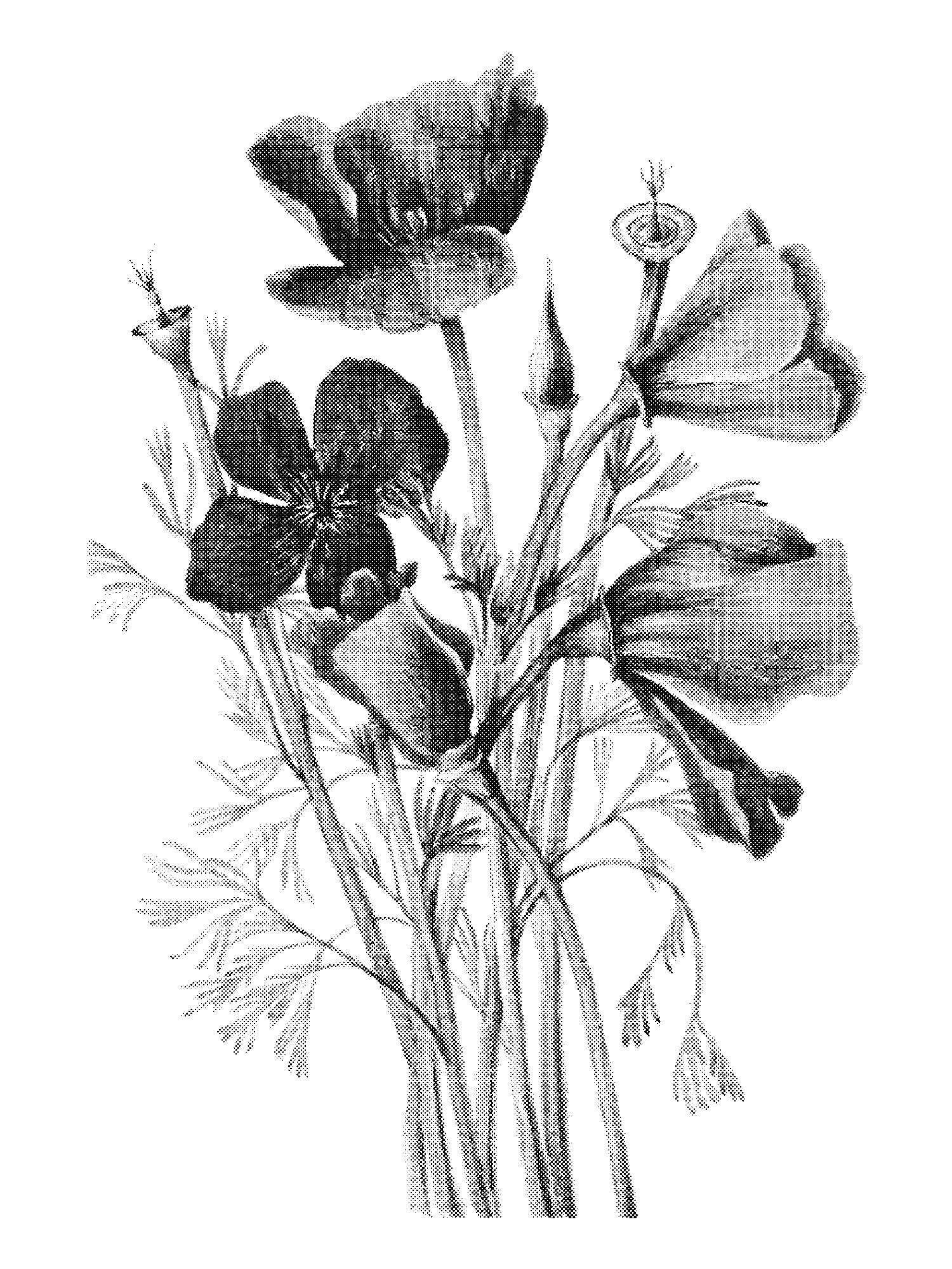 California Poppy (Eschscholtzia californica) print