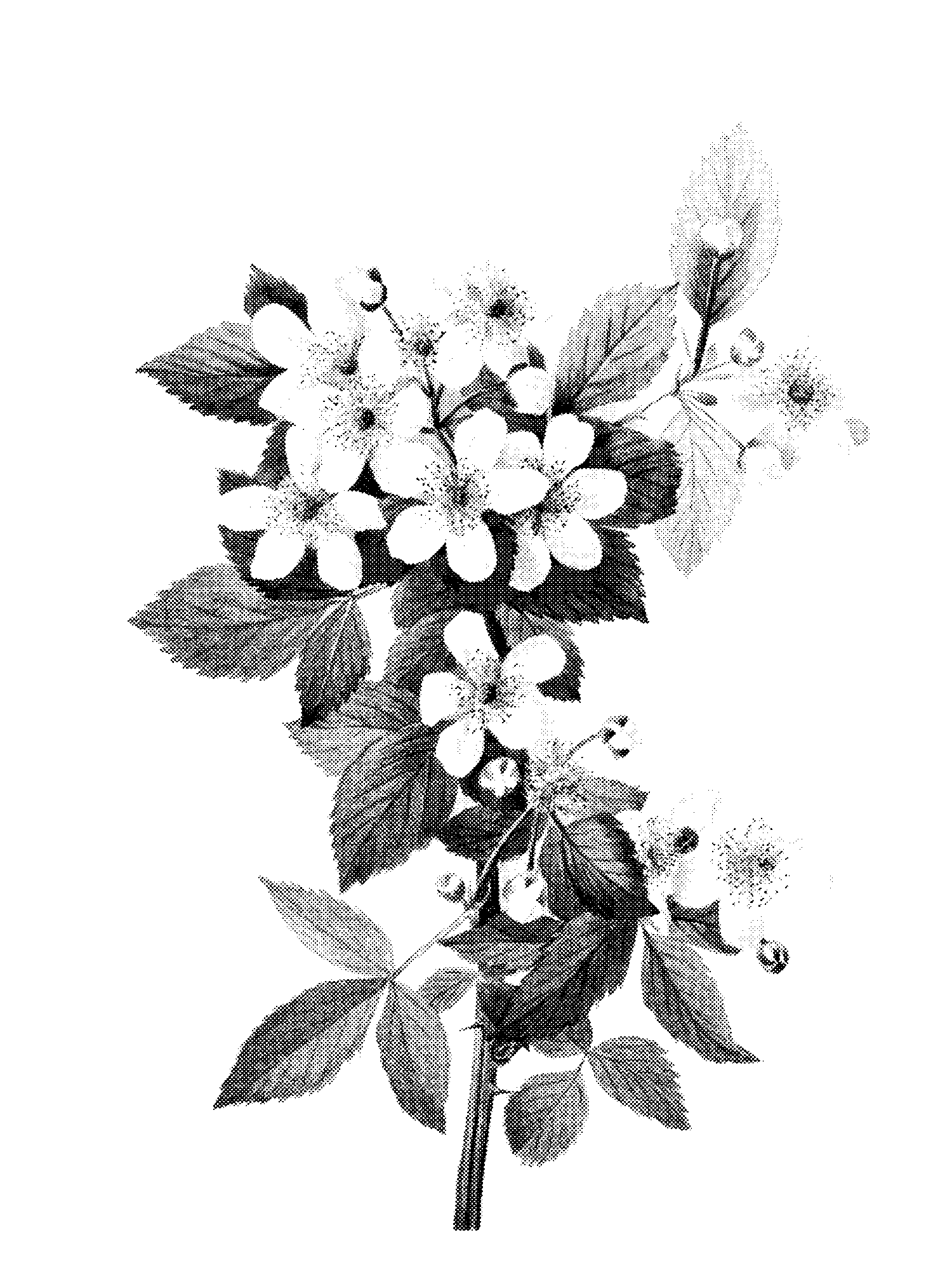 Highbush Blackberry (Rubus argutus) print