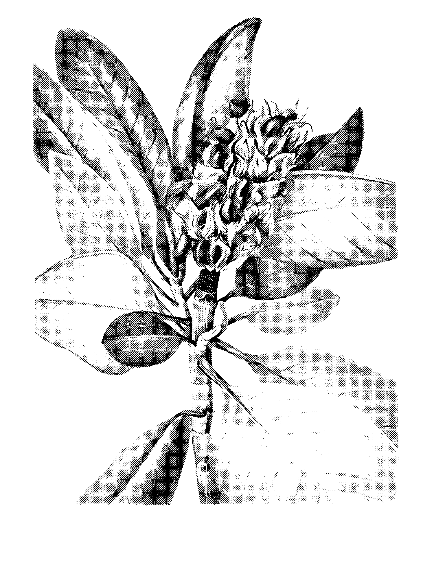 Southern Magnolia (Magnolia grandiflora) print