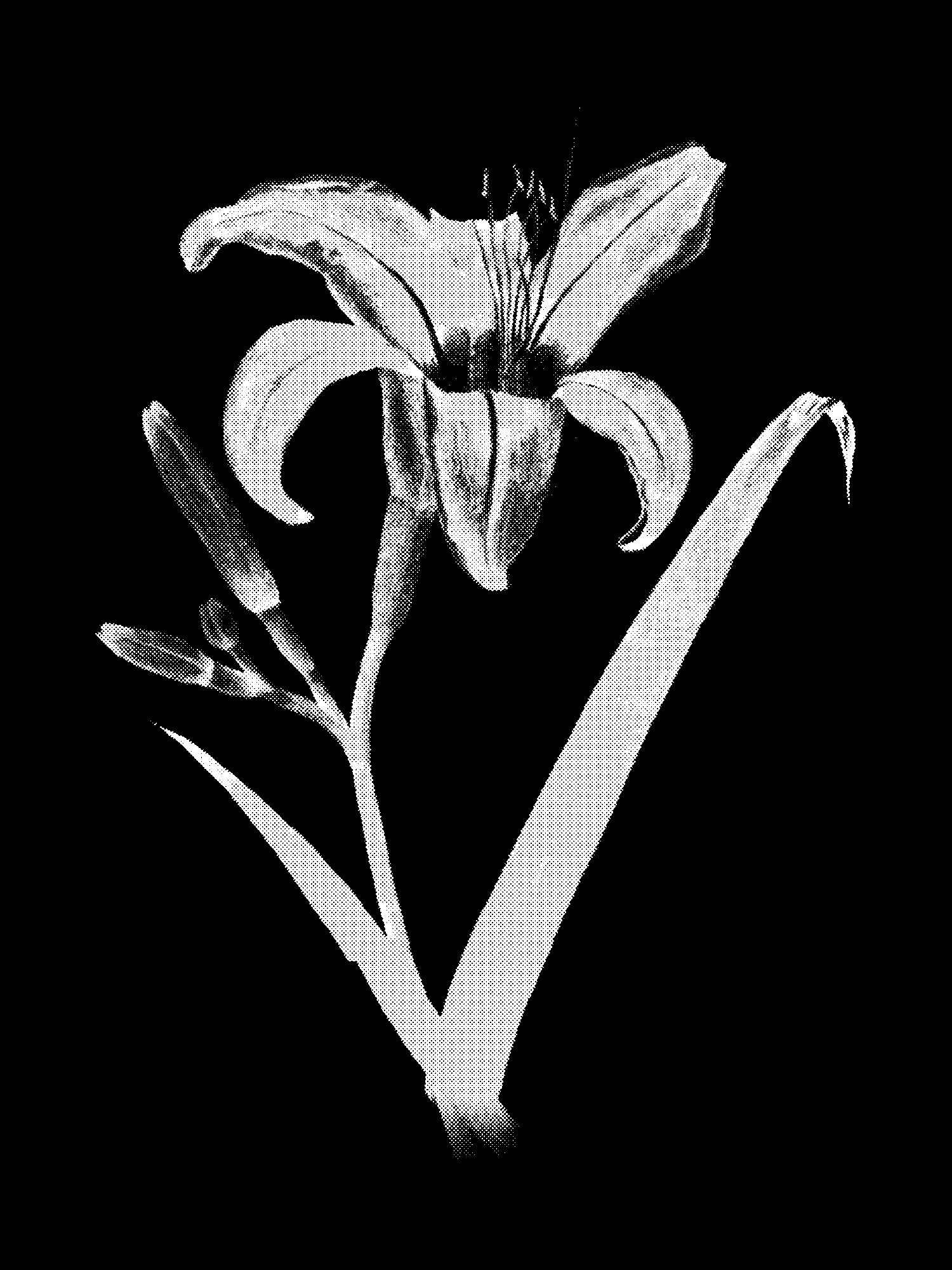 Lily print