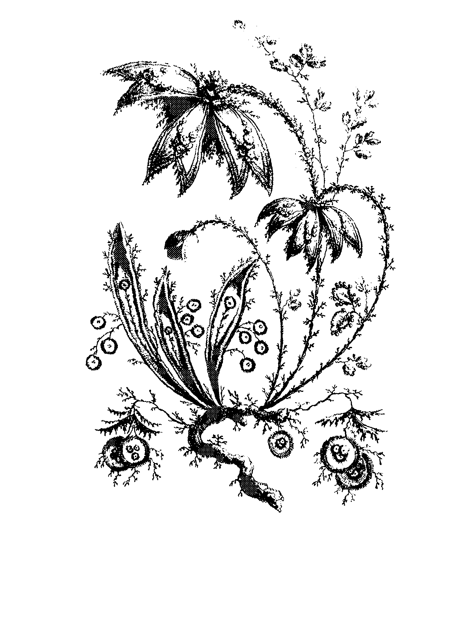 Flower Branch, from Fleures Persannes print