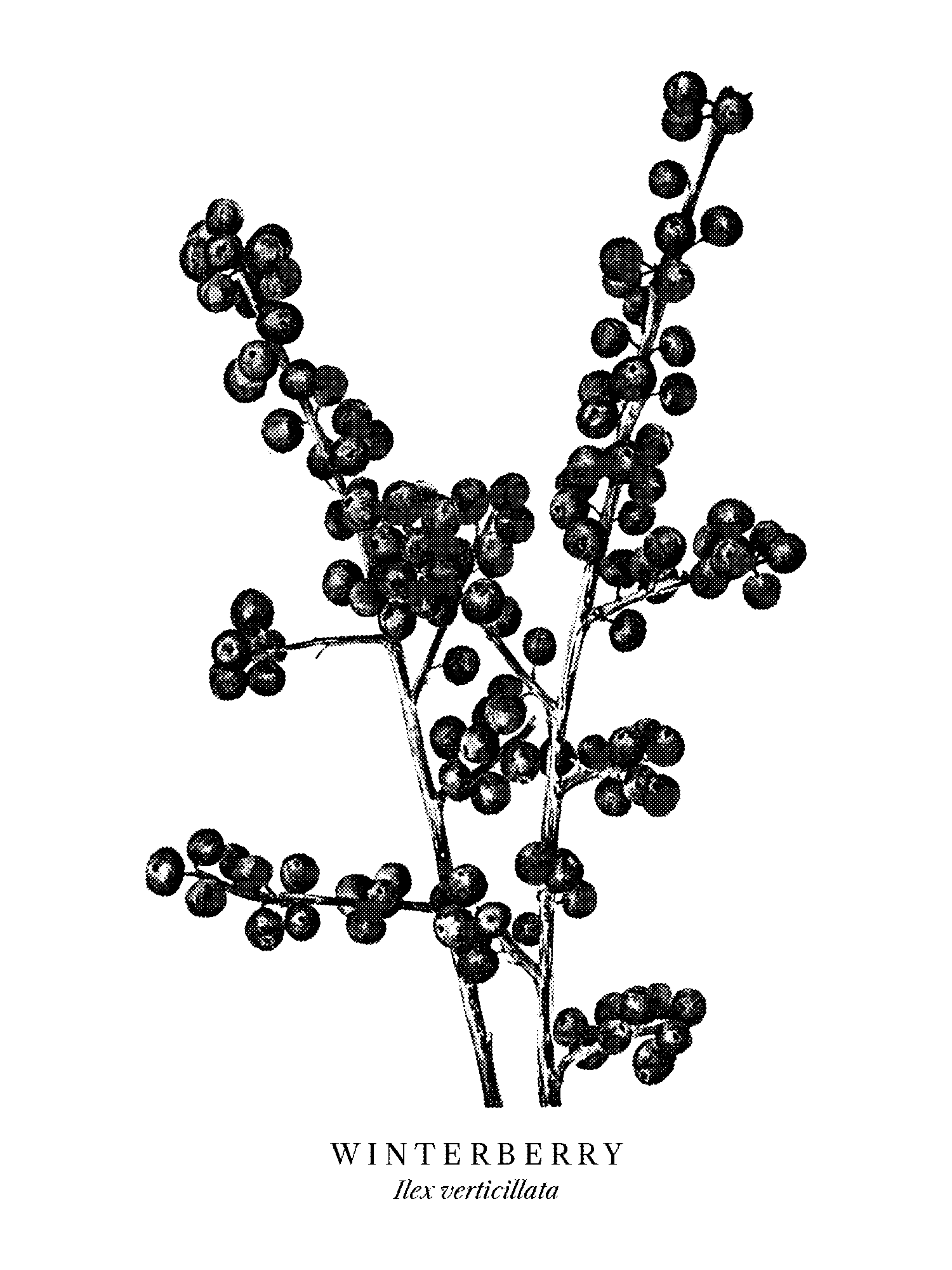Winterberry (Ilex verticillata) print