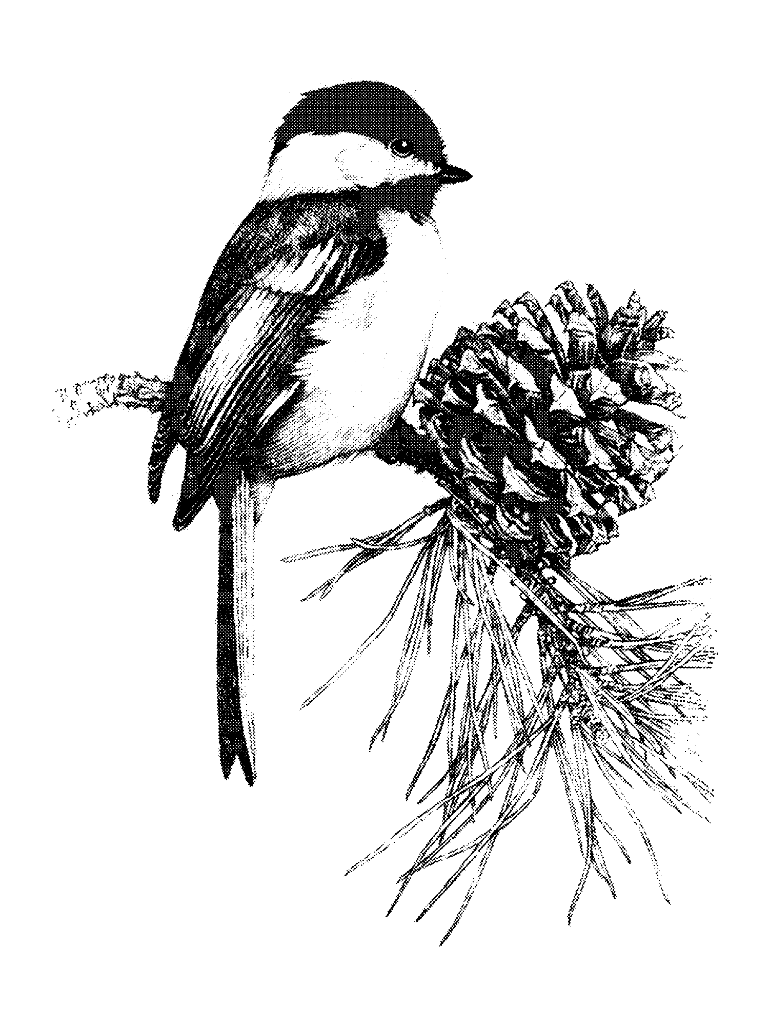 Chickadee print