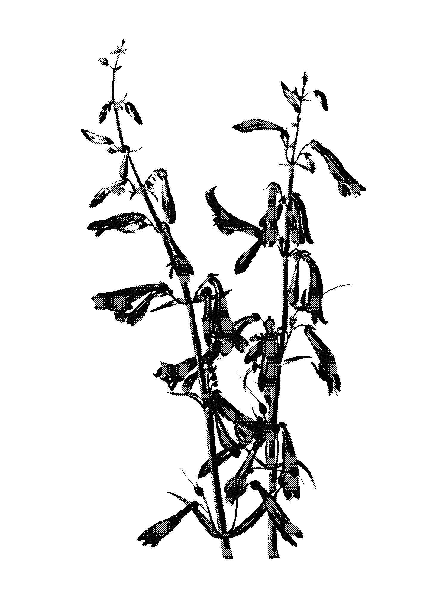 Pentstemon (Pentstemon barbatus) print