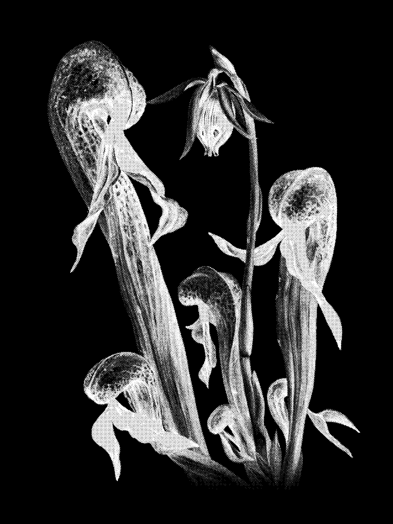 California Pitcherplant print