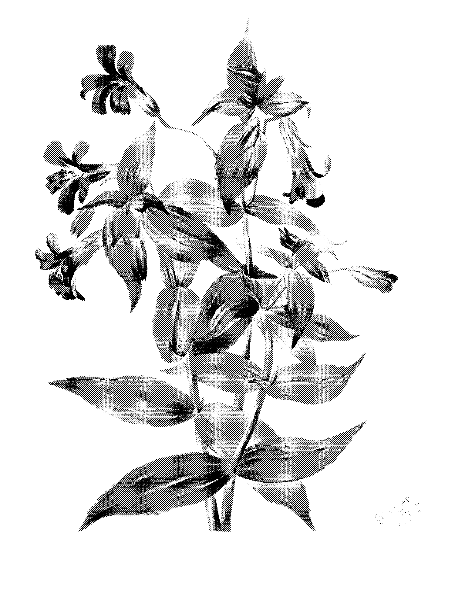 Lewis Monkey Flower (Mimulus lewisii) print