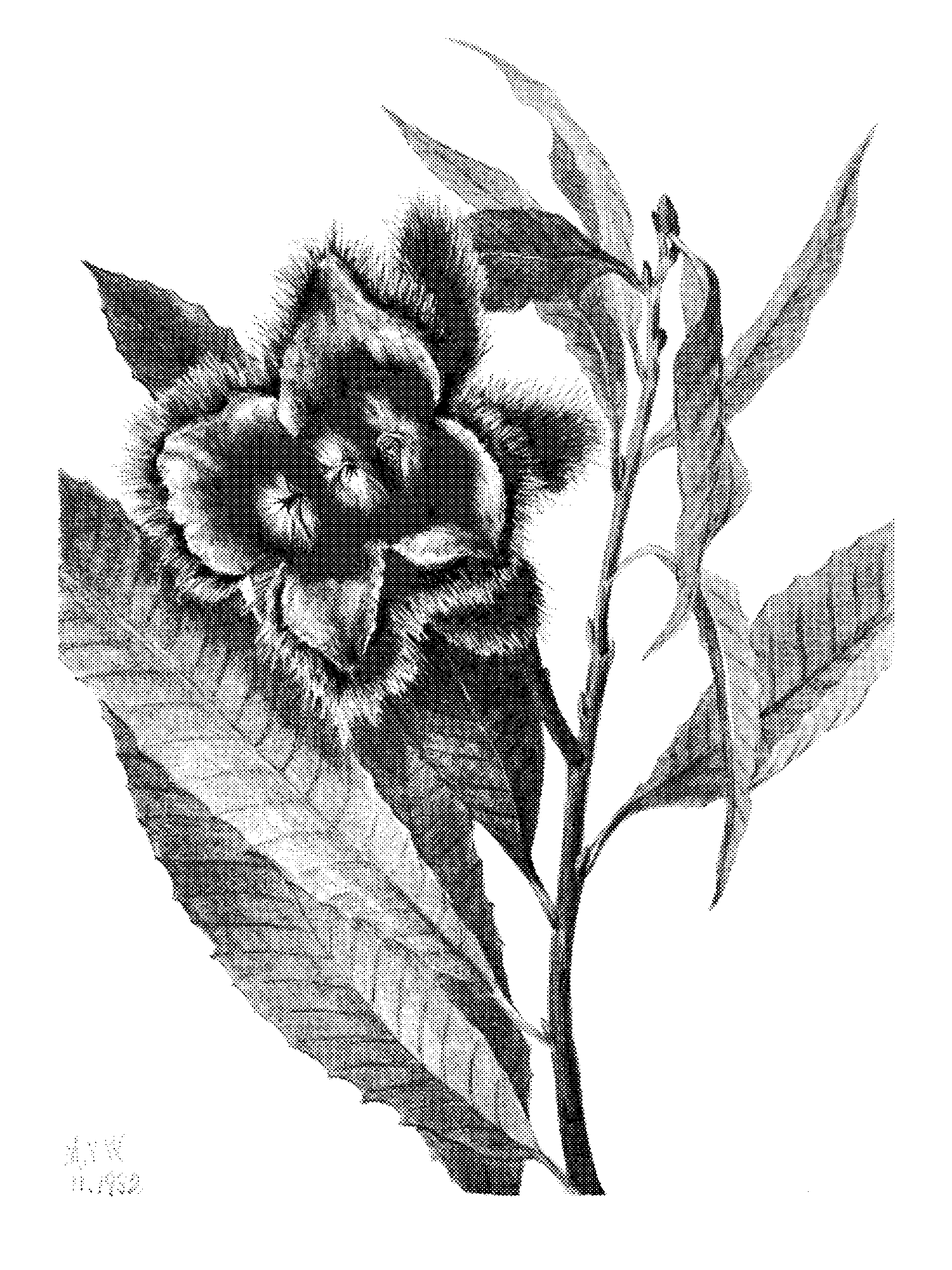 American Chestnut (Castanea dentata) print