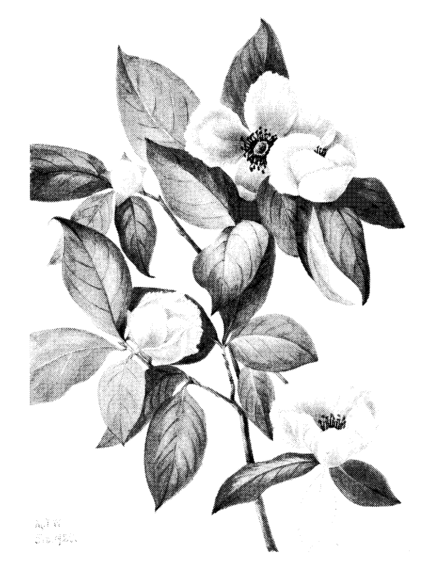 Virginia Stewartia print