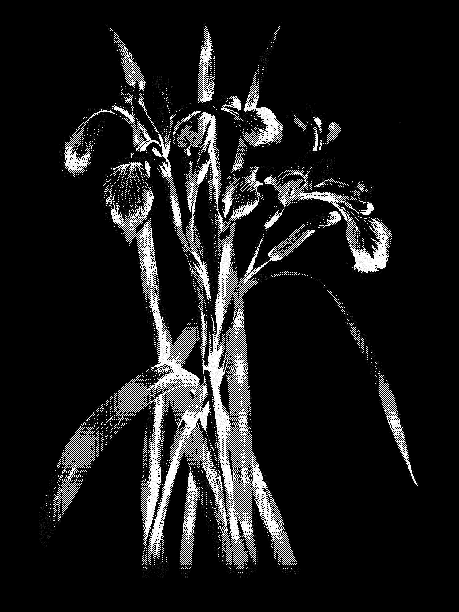 Blueflag Iris (Iris versicolor) print