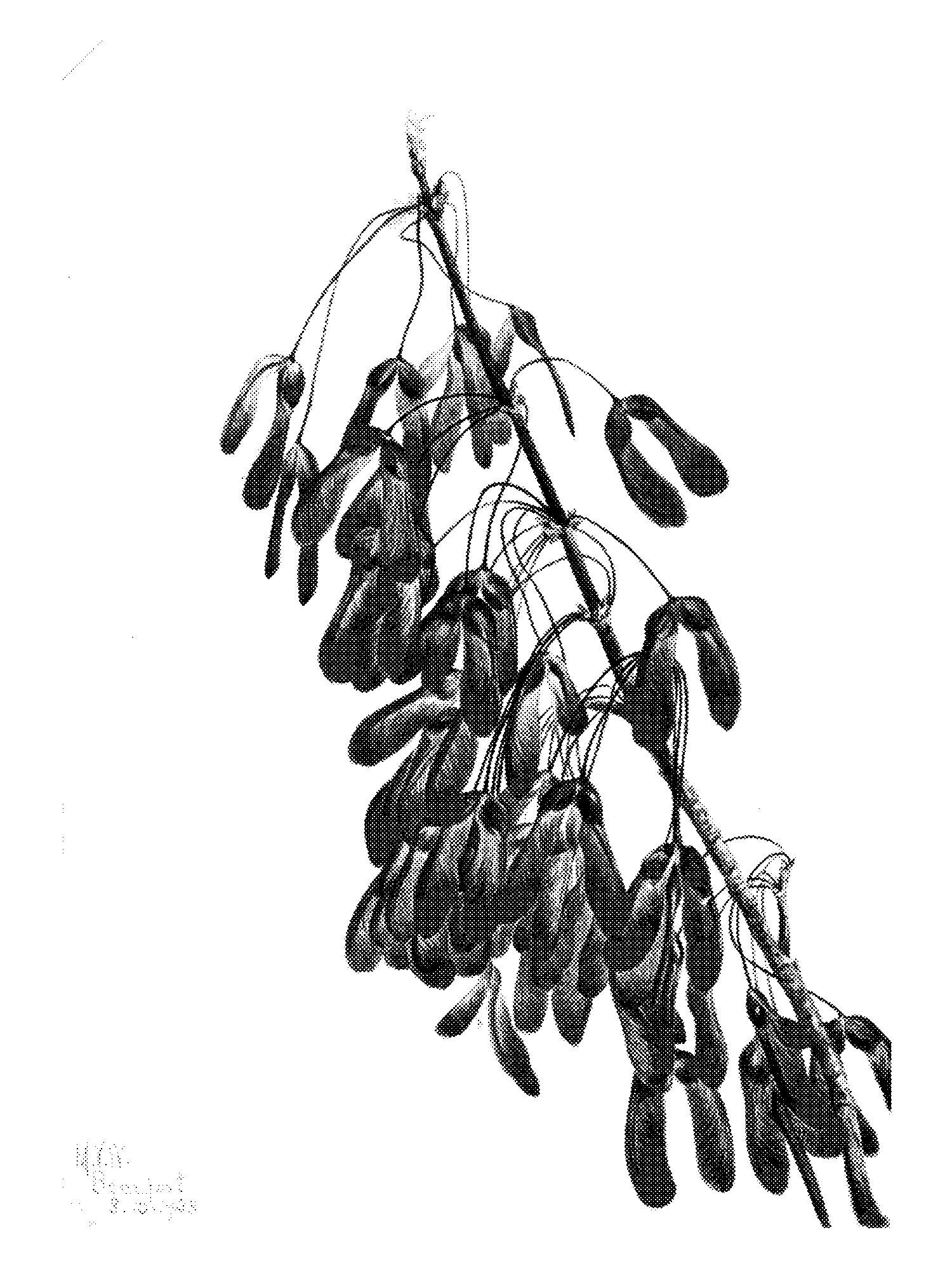 Carolina Maple (Acer carolinianum) print