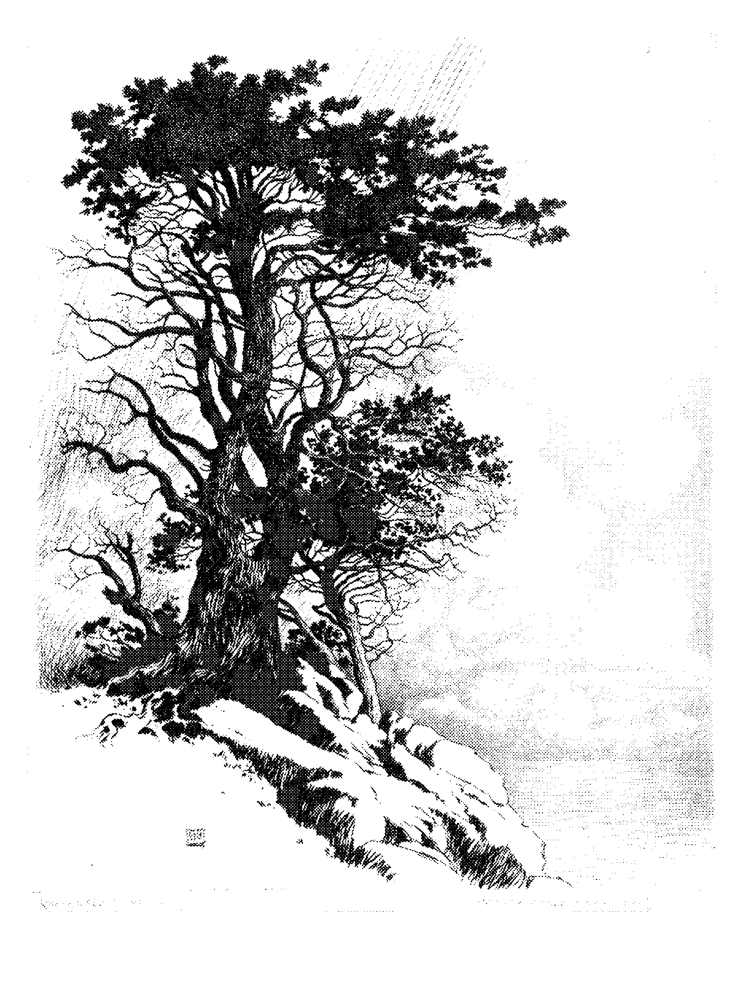 Coast at Monterey, California print