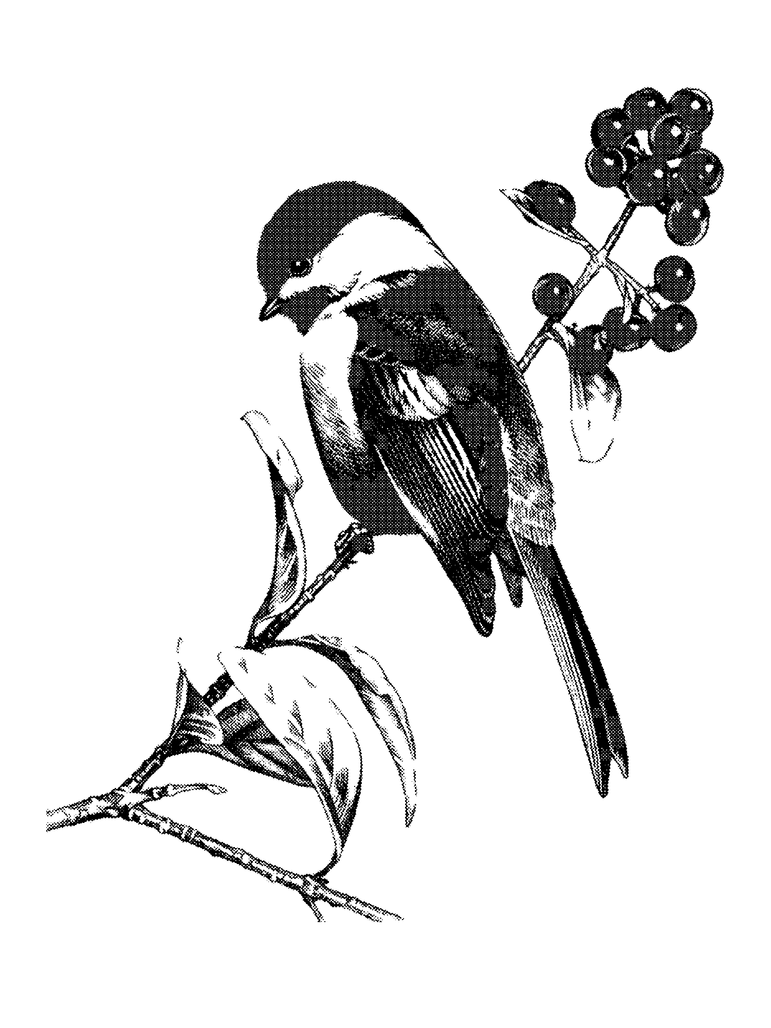 Bird and Berry print