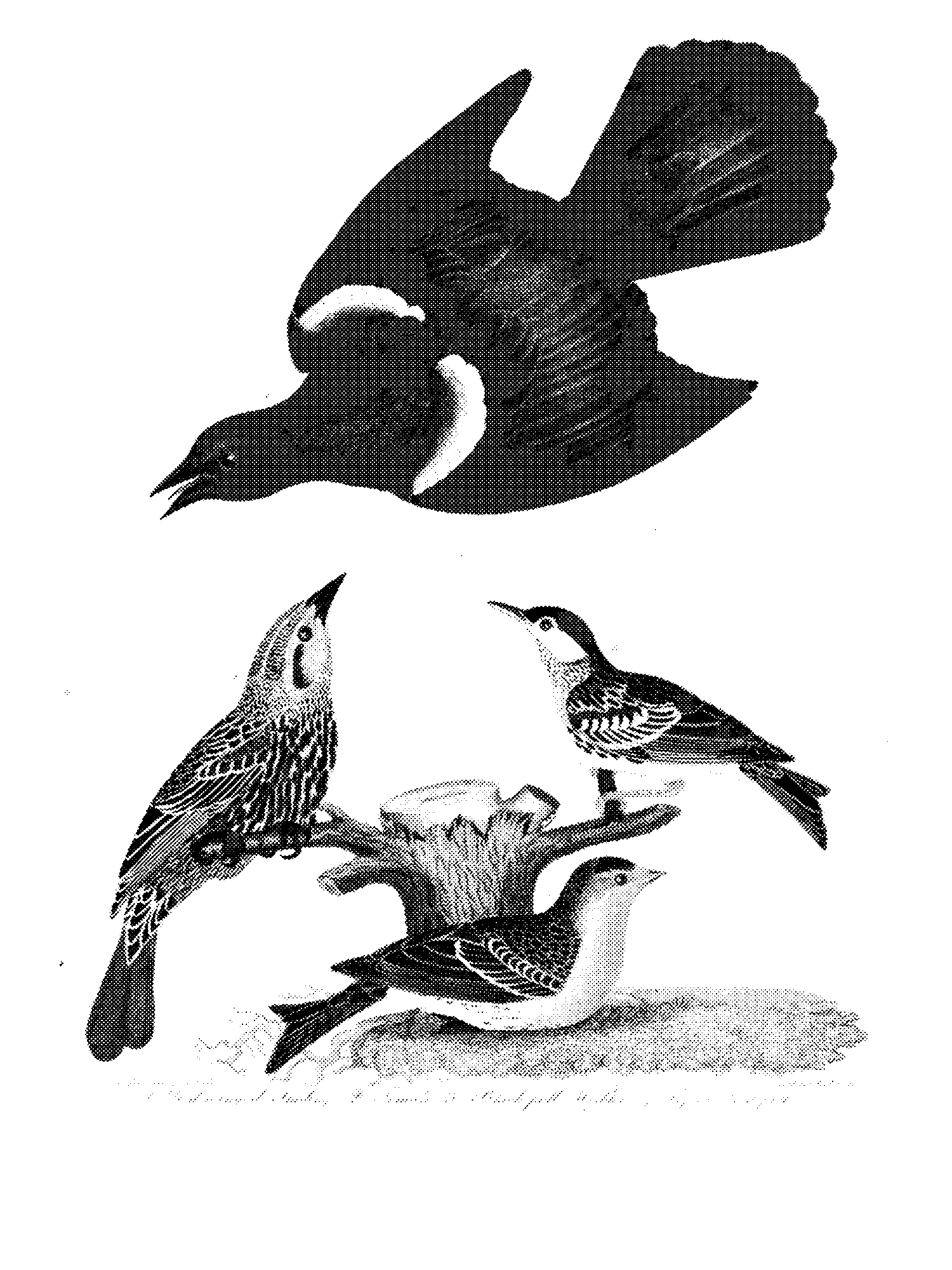 Red-winged Starling, Black-poll Warbler and Lesser Redpoll print