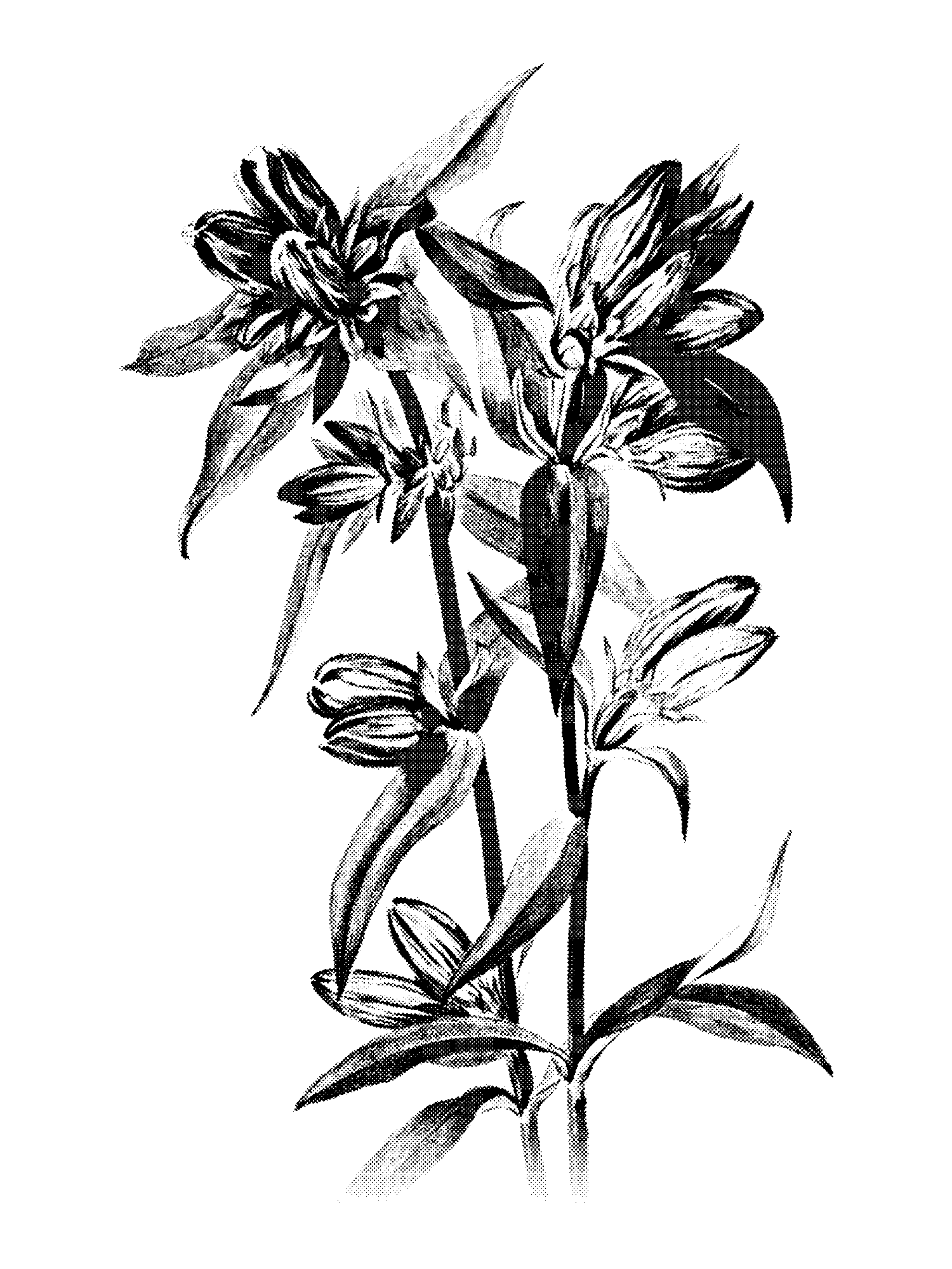 Bottle Gentian (Gentiana saponaria) print