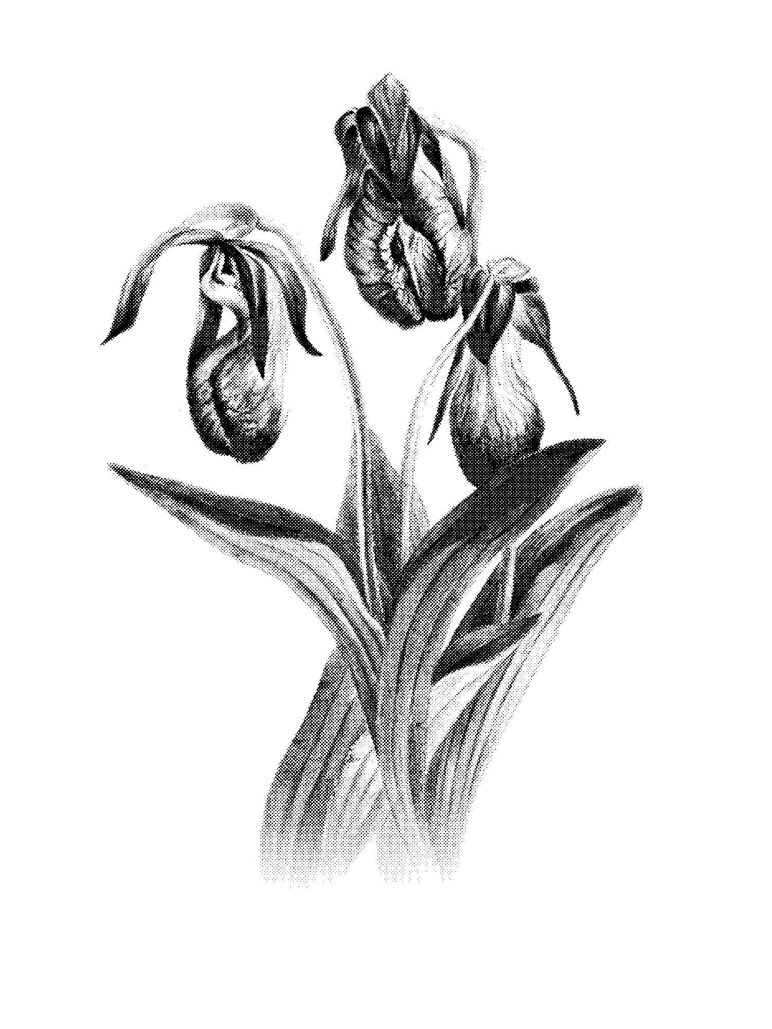 Moccasin Flower (Cypripedium acaule) print