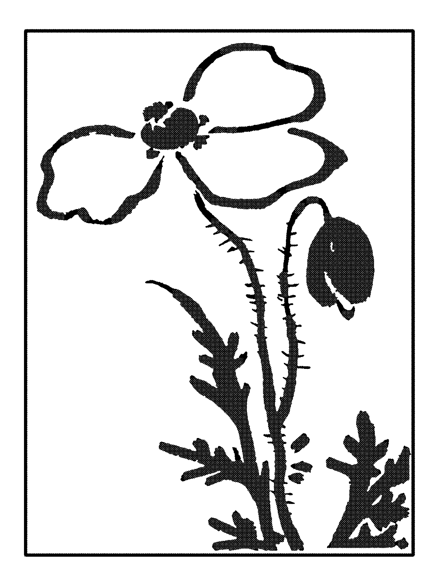 Ipswich Prints: Poppy print
