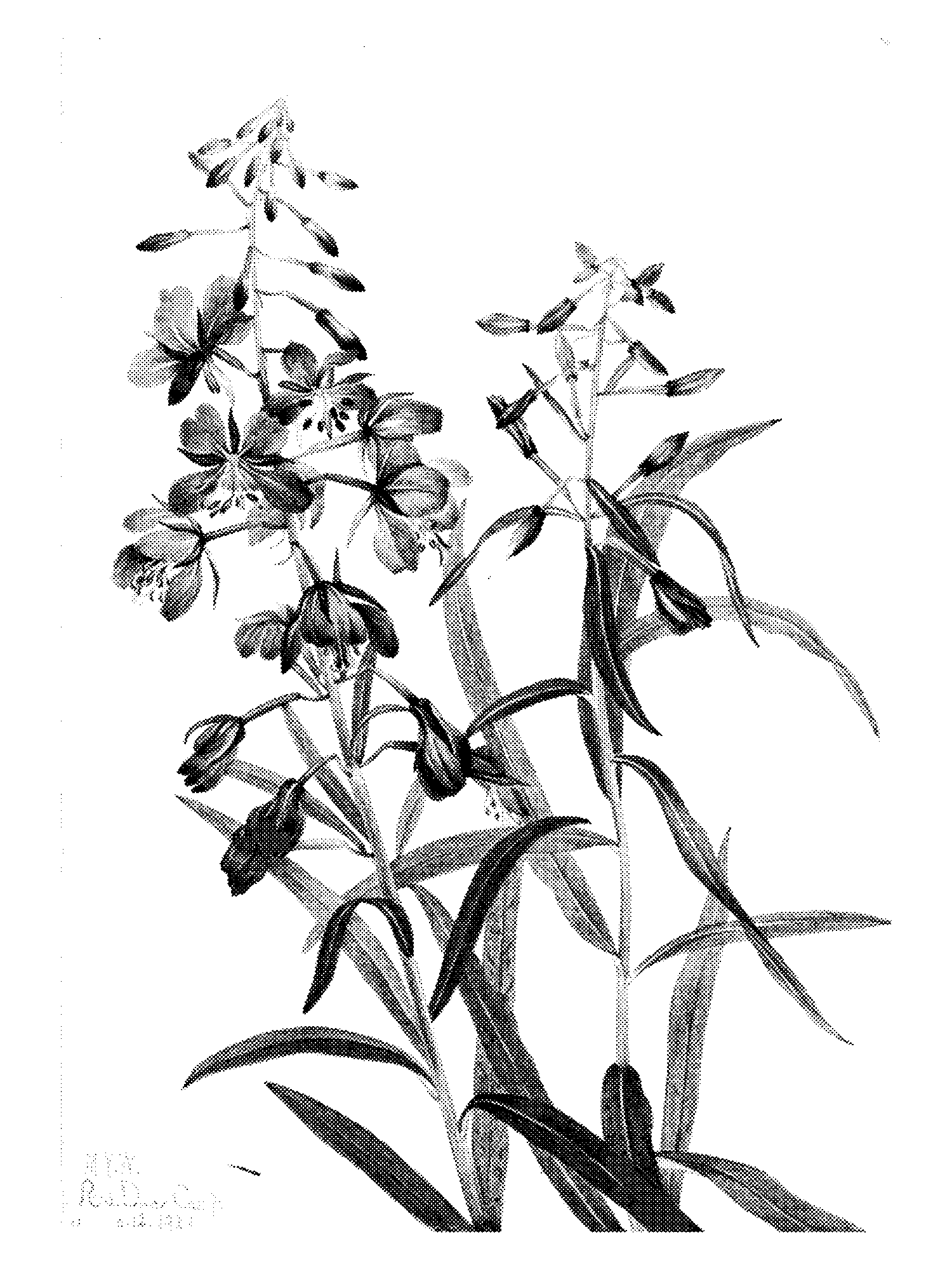Fireweed (Epilobium angustifolium) print