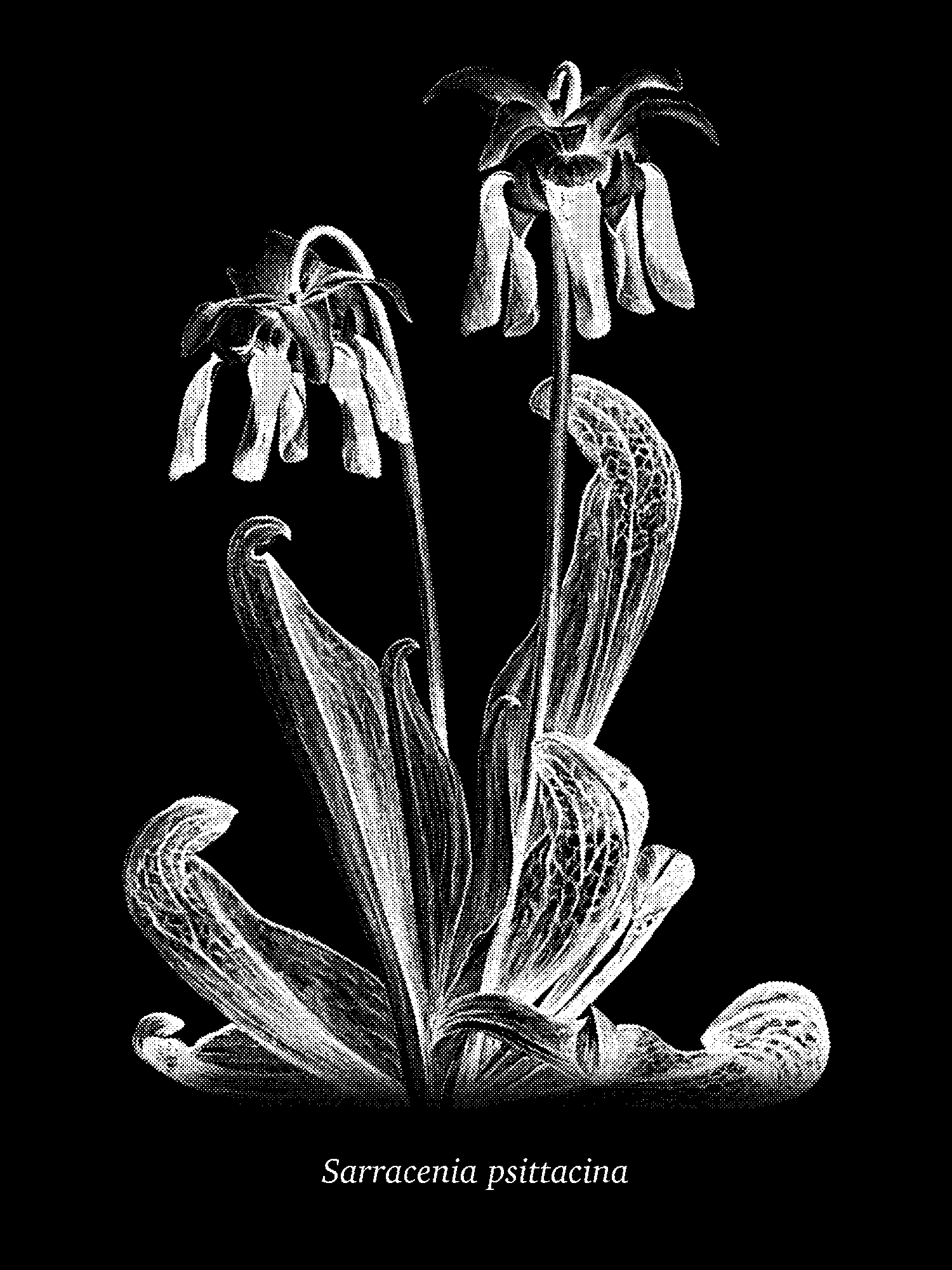 Parrot Pitcherplant (Sarracenia psittacina) print