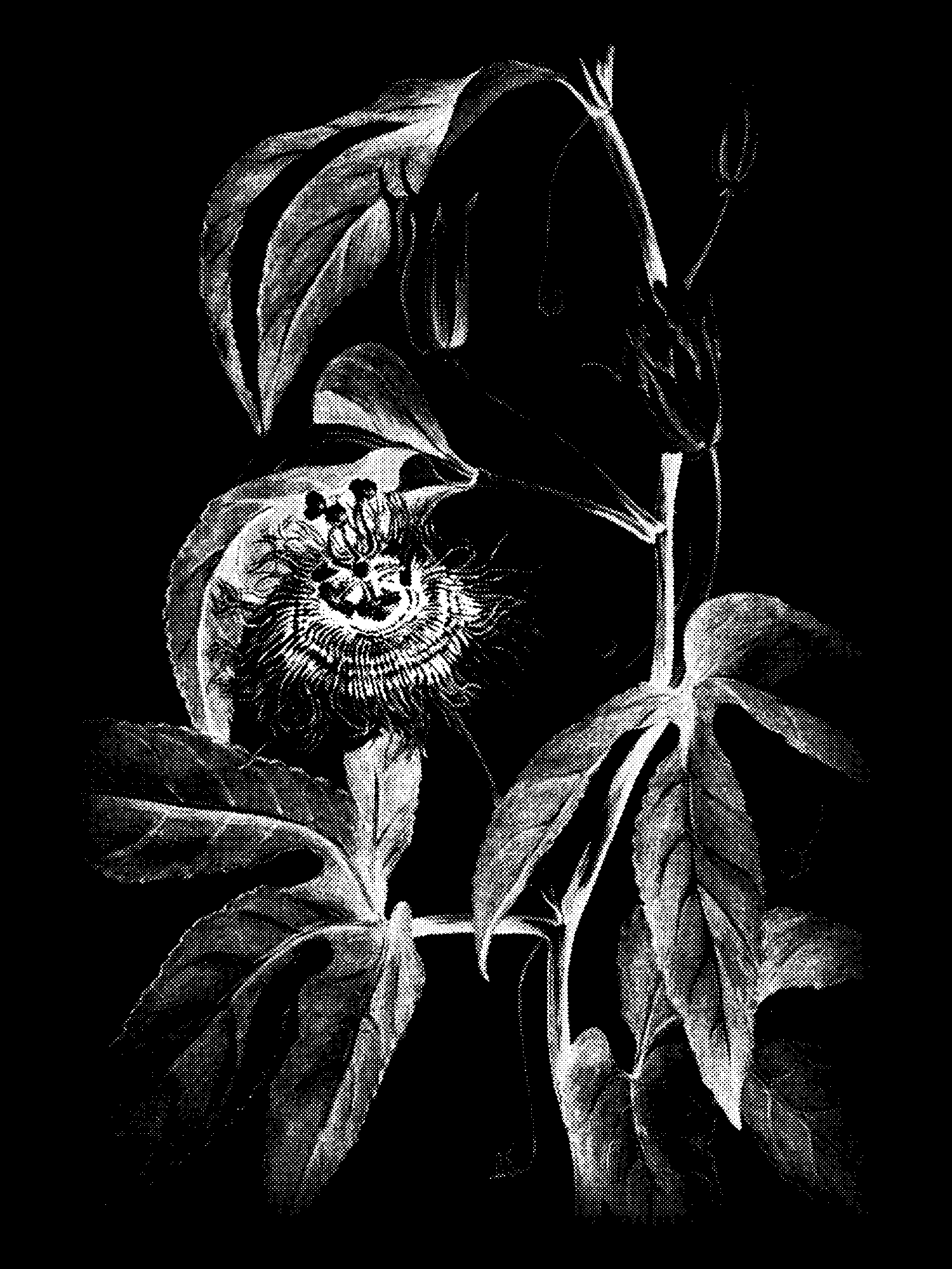 Maypop (Passiflora incarnata) print