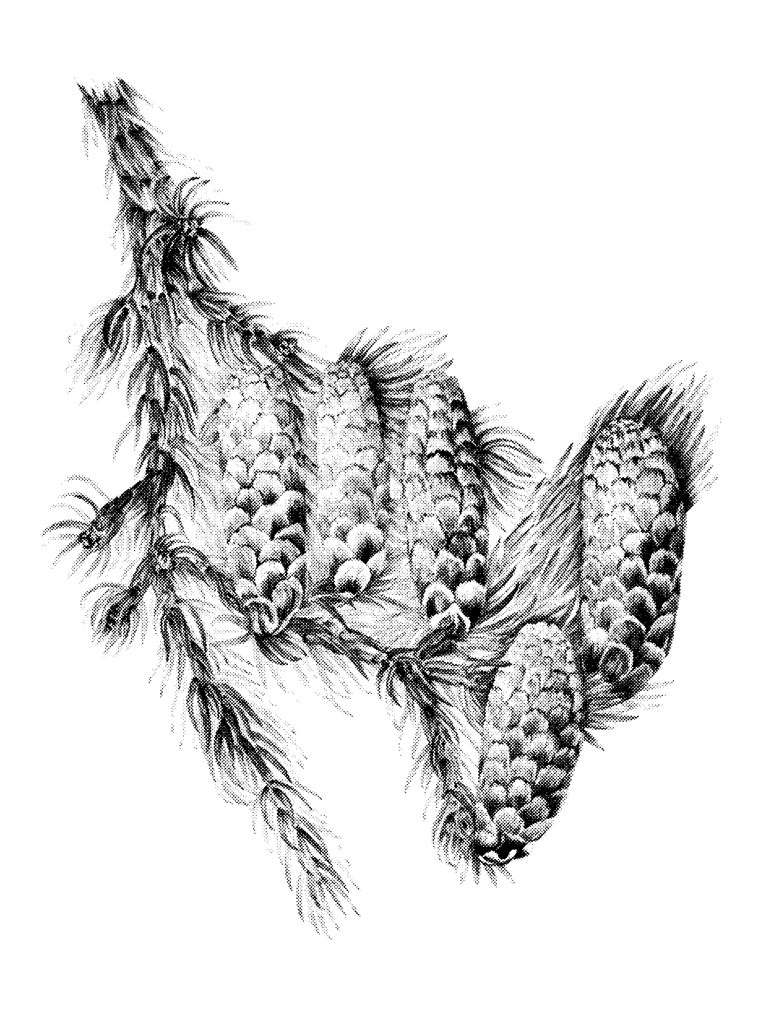 Engelmann Spruce (Picea engelmanni) print