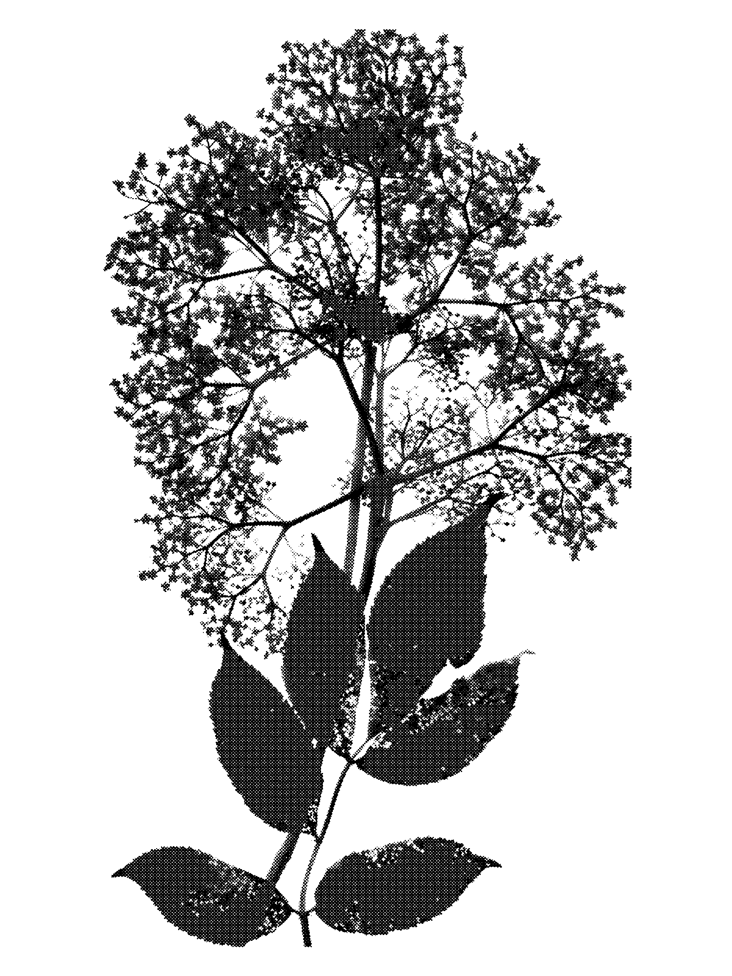 Elderberry Blossoms print