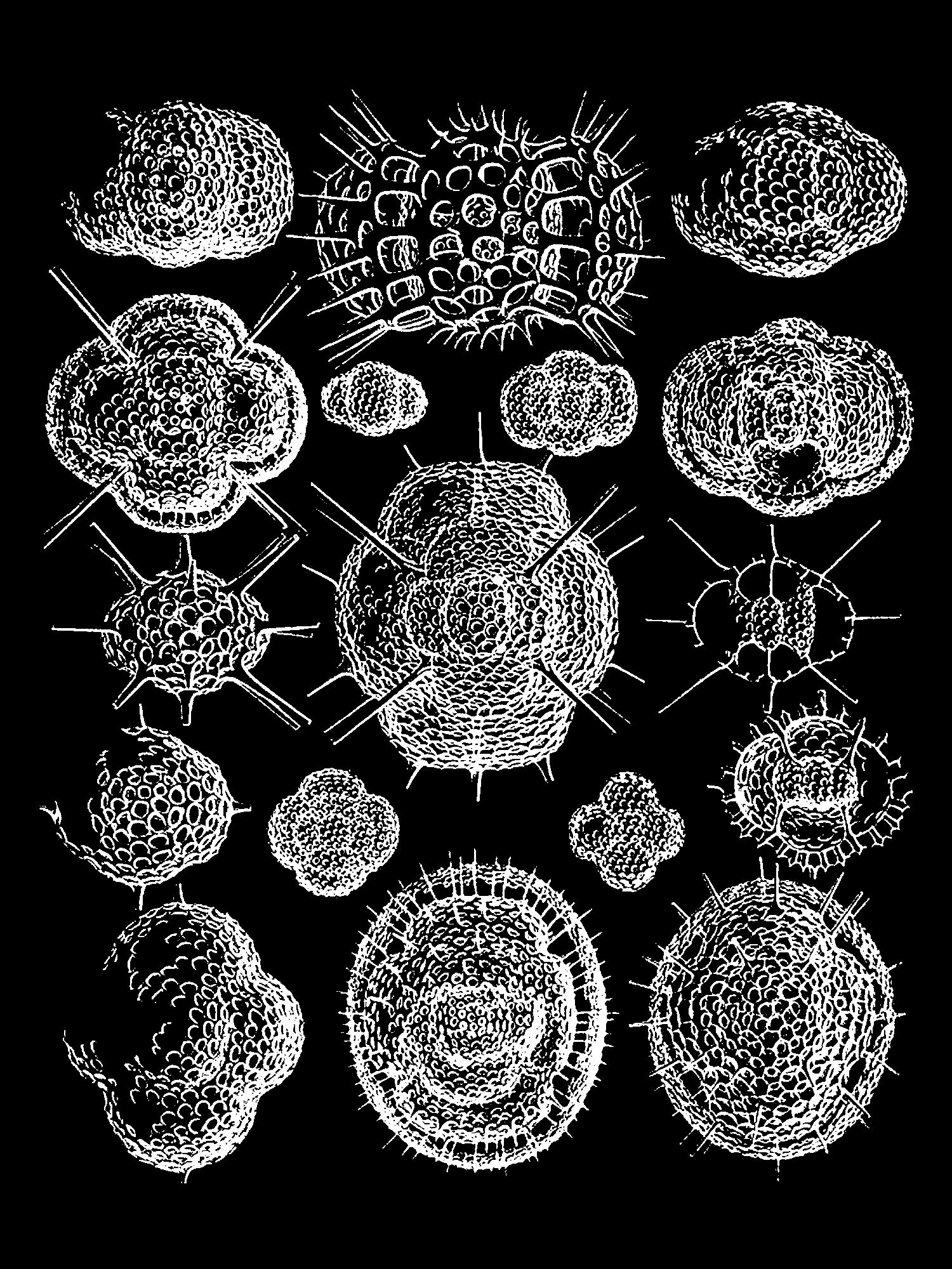 Radiolaria (Challenger) Plate 010 print