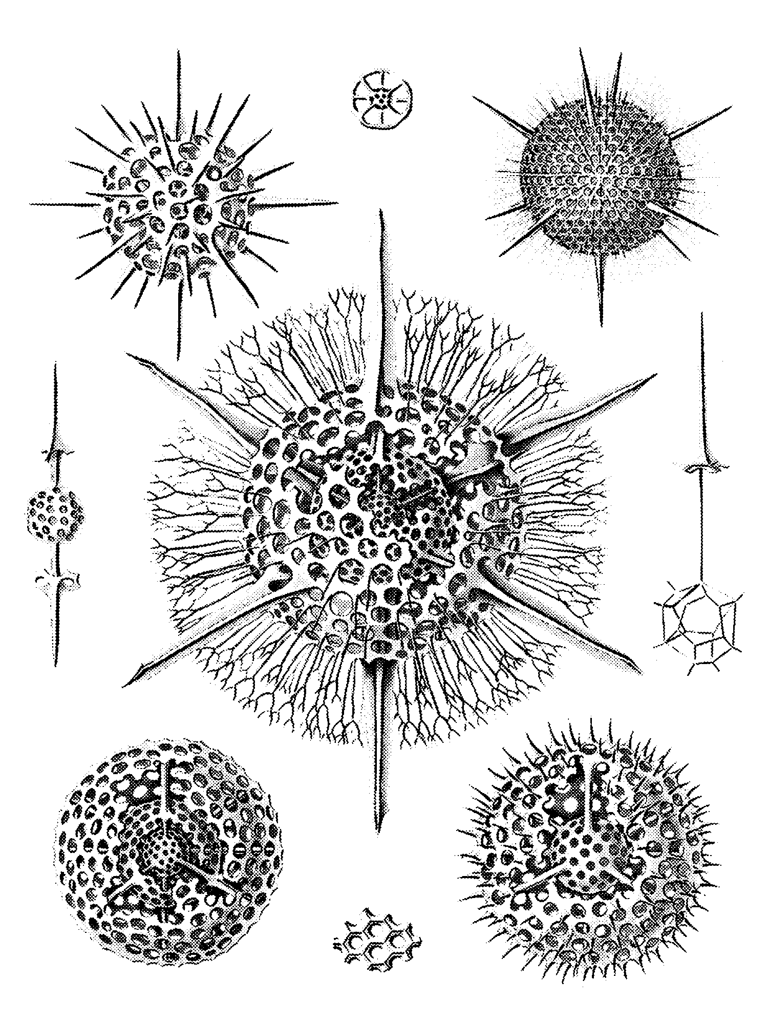 Die Radiolarien print