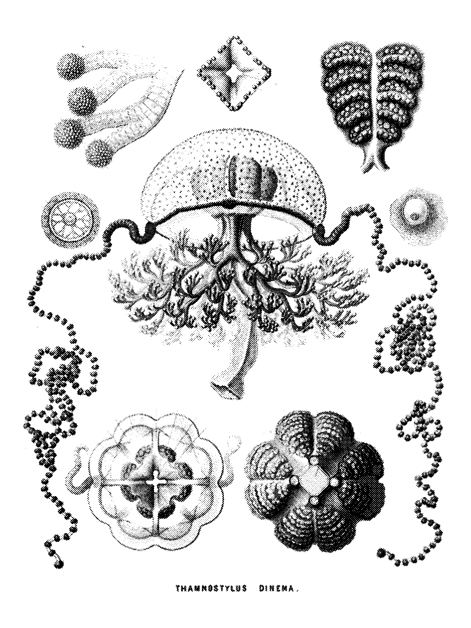 Medusae Plate 01 print