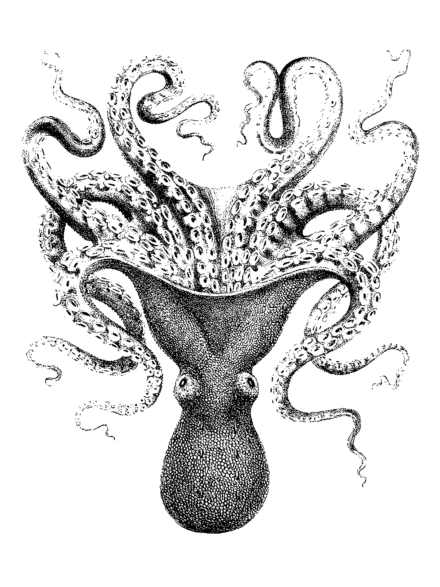 Octopus verrucosus print