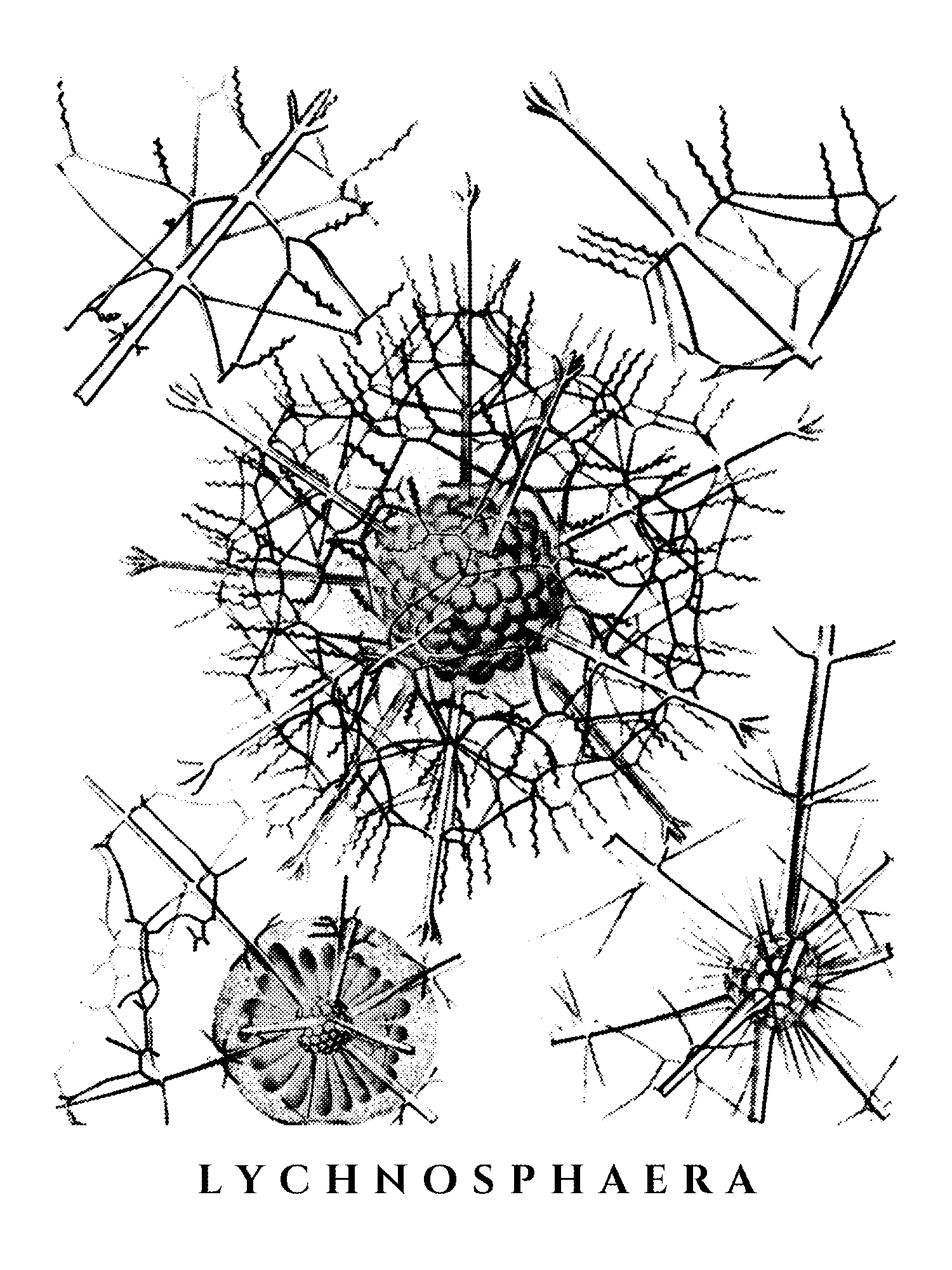 Radiolaria (Challenger) Plate 011 print