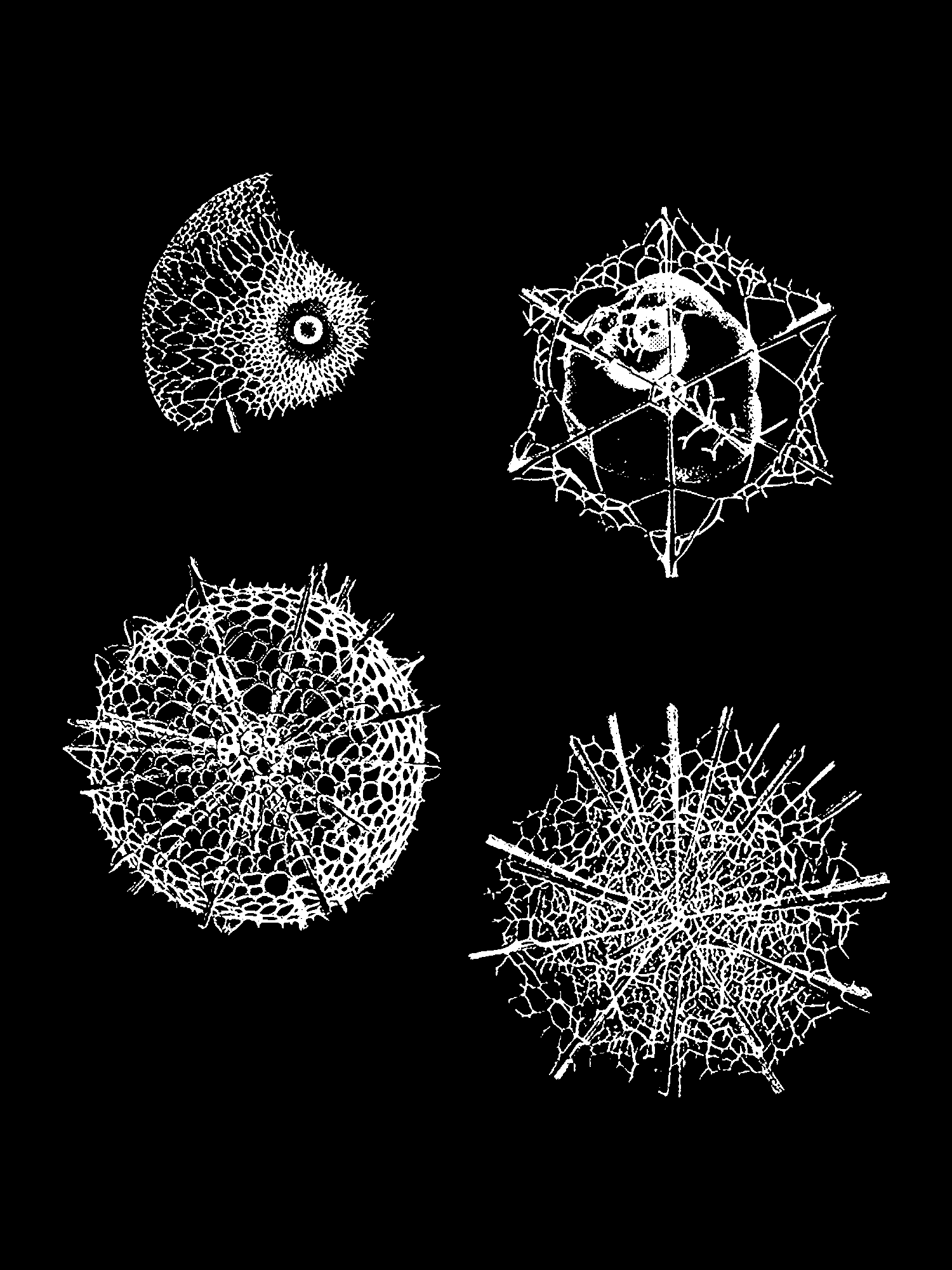 Radiolaria (Challenger) Plate 018 print