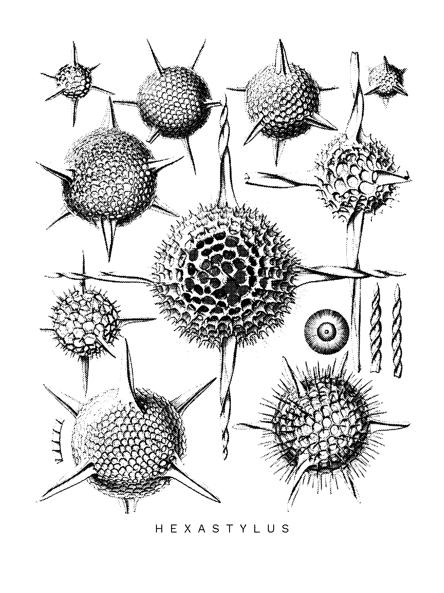 Radiolaria (Challenger) Plate 021 print