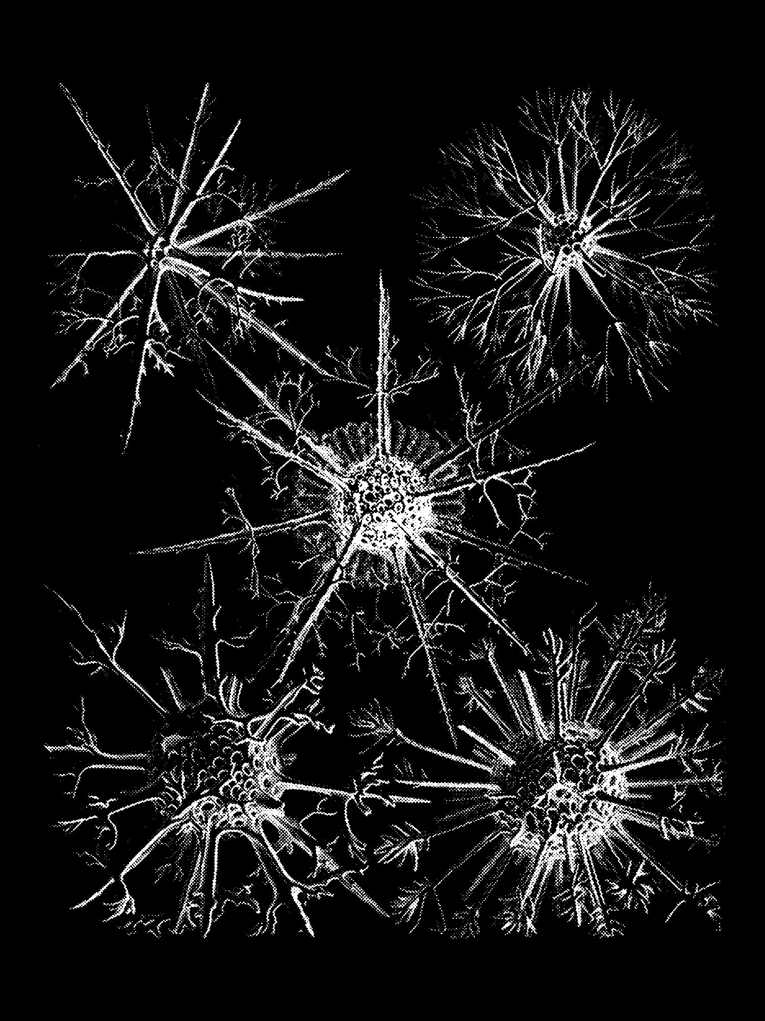 Radiolaria (Challenger) Plate 027 print