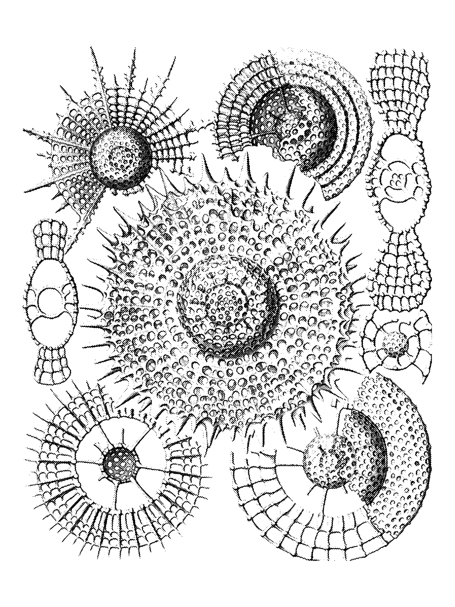 Radiolaria (Challenger) Plate 036 print