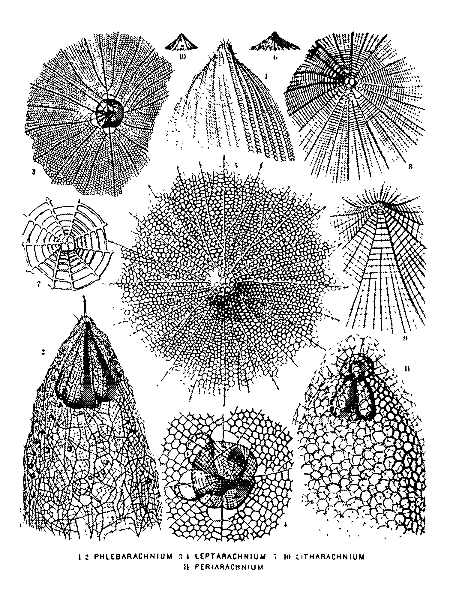 Radiolaria (Challenger) Plate 055 print