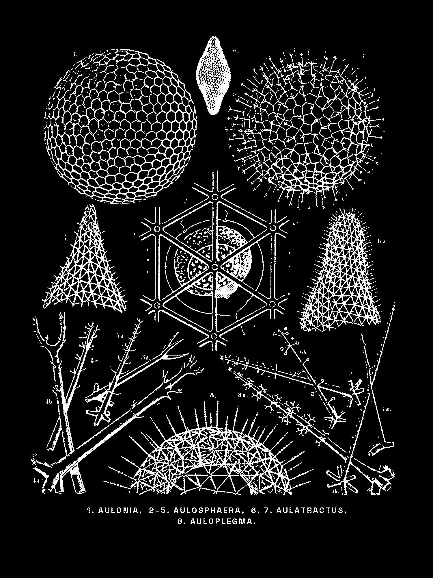 Radiolaria (Challenger) Plate 111 print